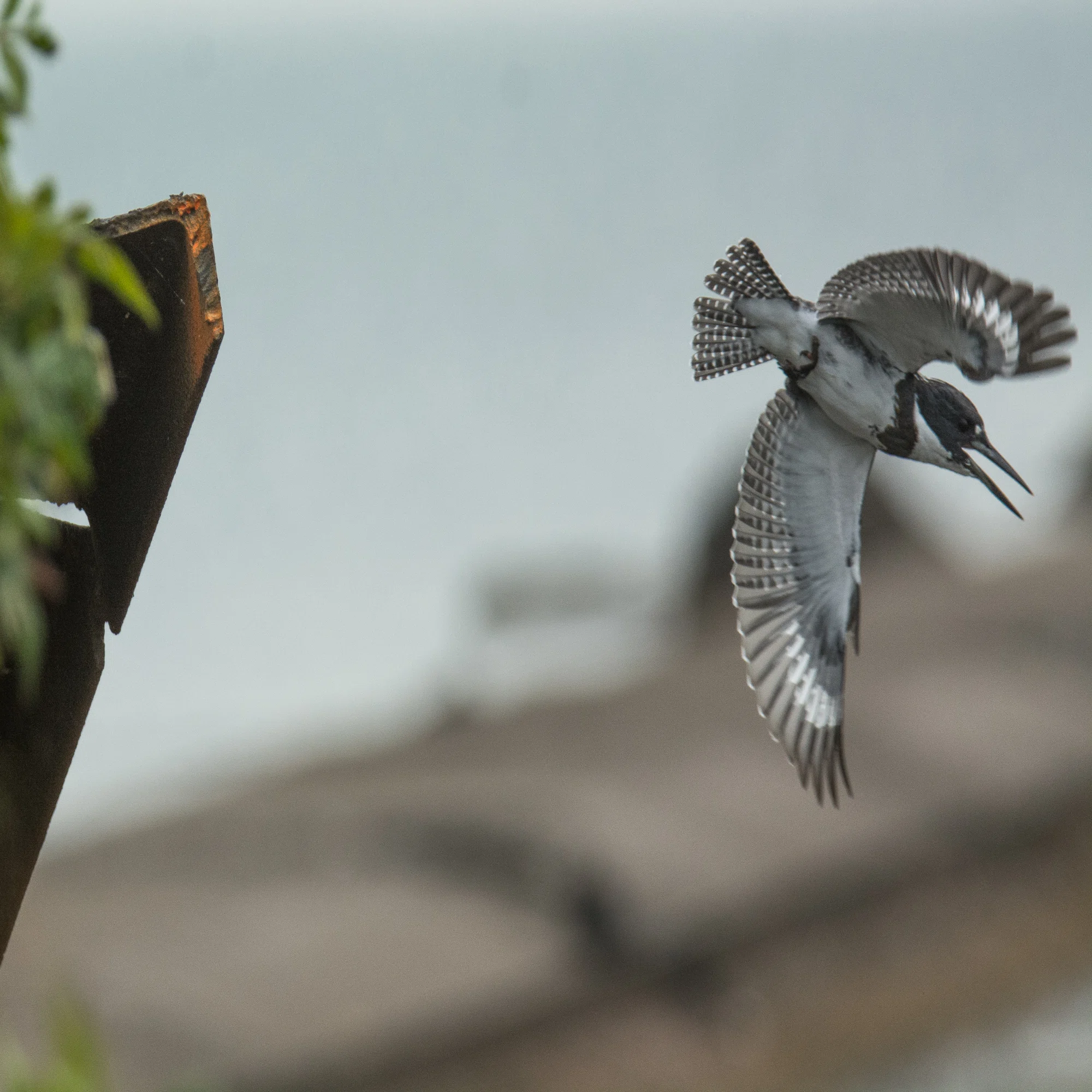 シカゴでバードウォッチング！】 Belted Kingfisher｜ローリー