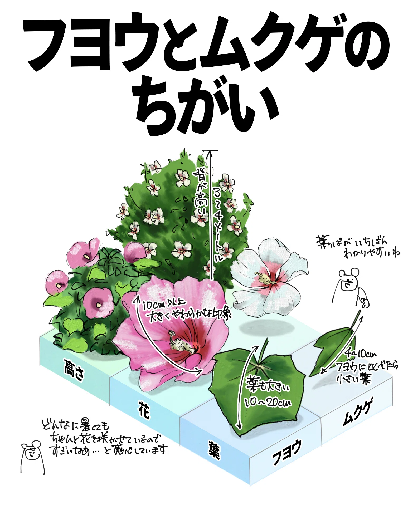 ムクゲ の 花