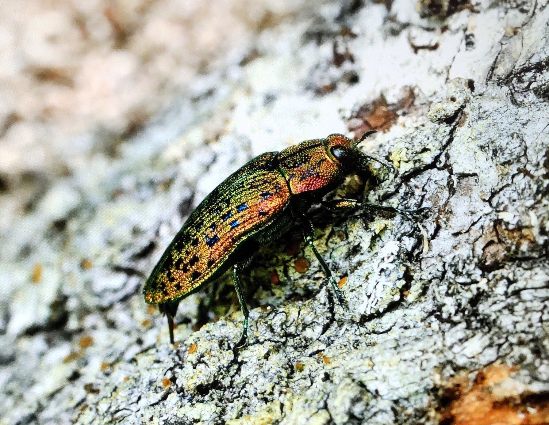 ヤマトタマムシとルリボシカミキリ｜奥日光 letter