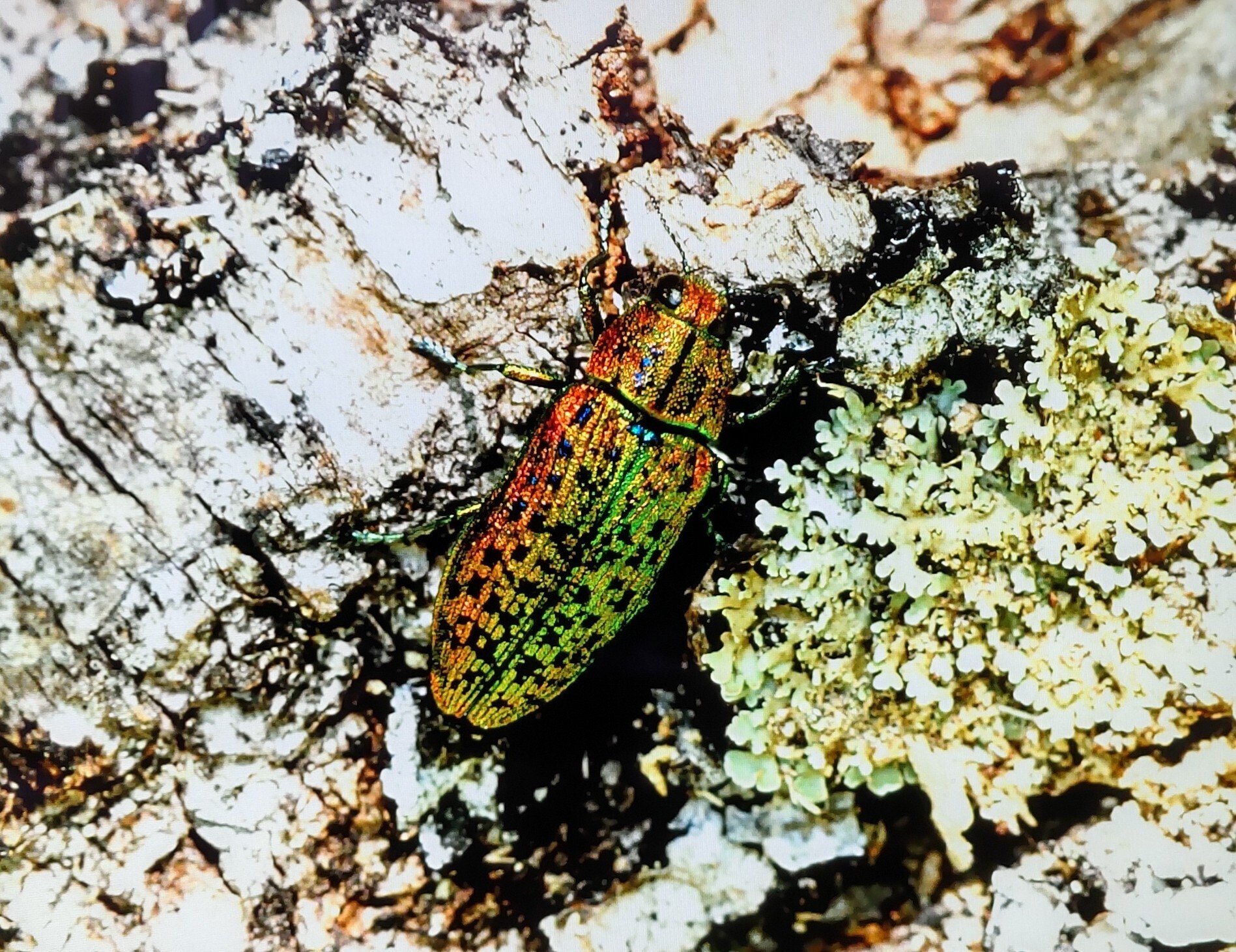 ヤマトタマムシとルリボシカミキリ｜奥日光 letter