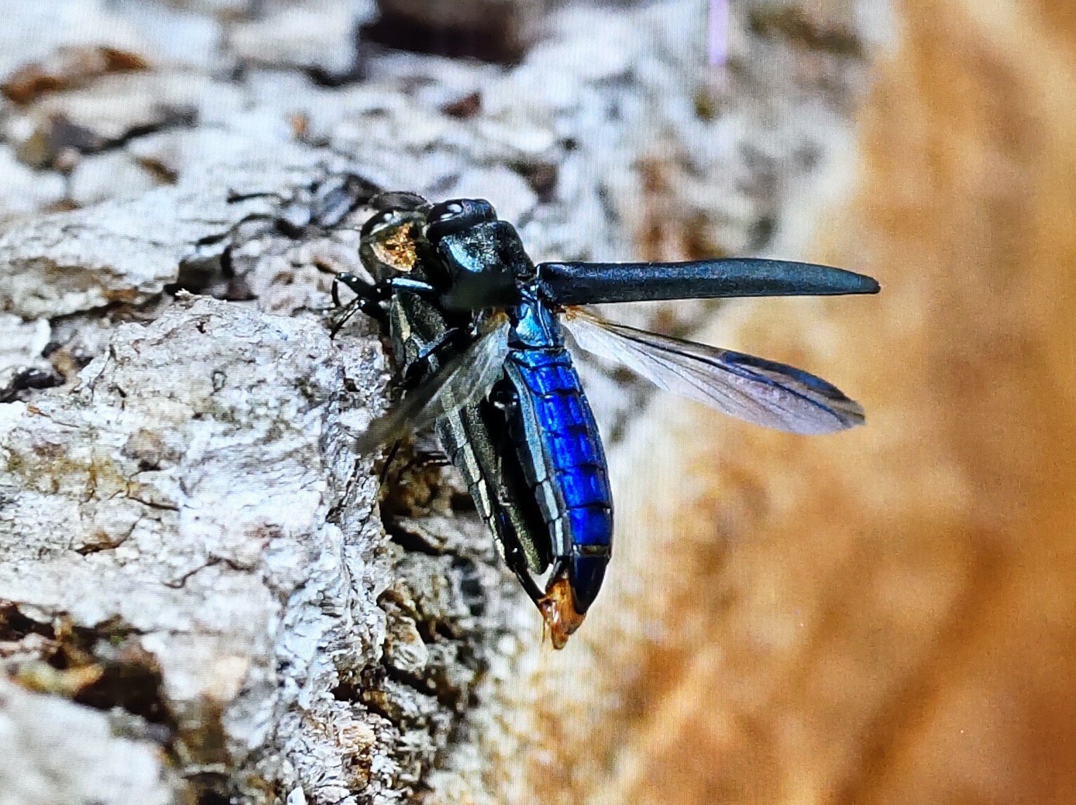 ヤマトタマムシとルリボシカミキリ｜奥日光 letter