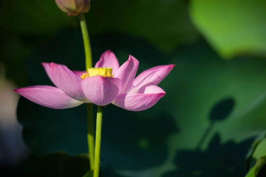 ハスの早朝開園 | Nikon Z f + TAMRON 70-180mm F2.8 G2｜borichan