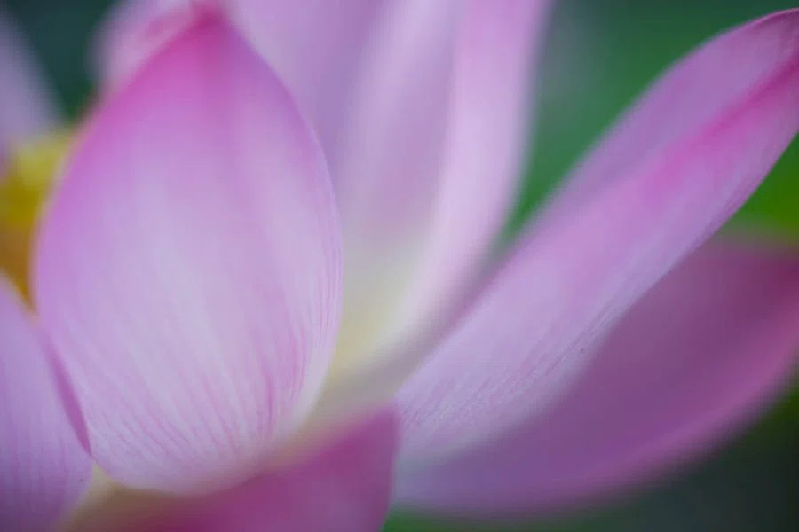 ハスの早朝開園 | Nikon Z f + TAMRON 70-180mm F2.8 G2｜borichan