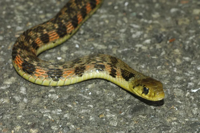 毒ヘビとの戦い&対処方法🐍👊💉|モンスト
