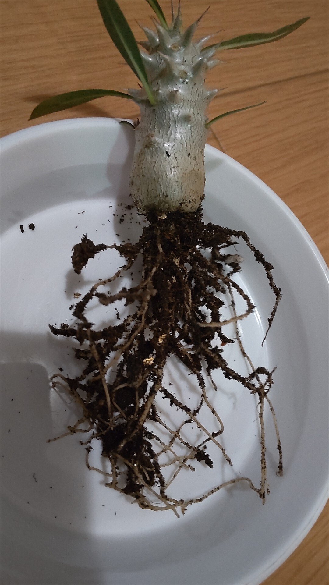 パキポディウム（グラキリス×ホロンベンセ）の成長日誌2 2025年2/18