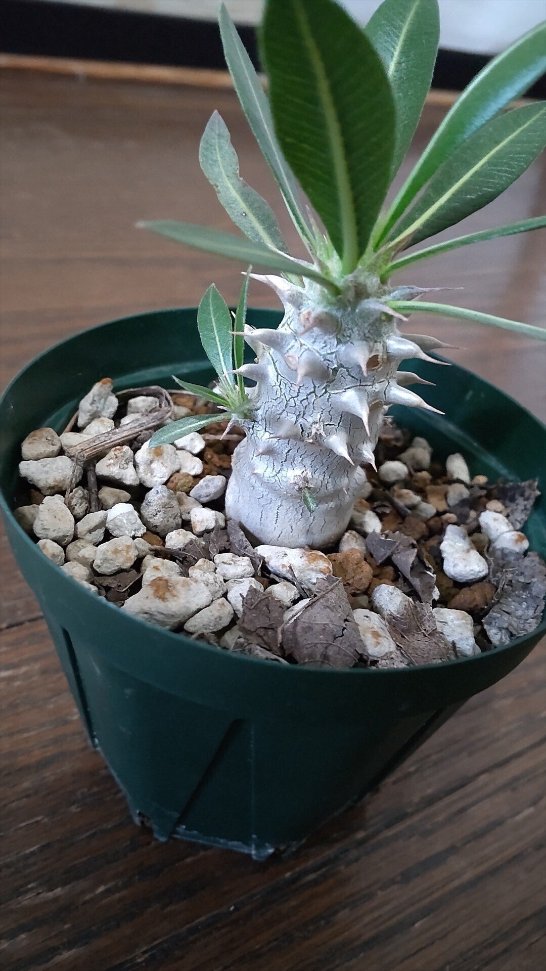 パキポディウム（グラキリス×ホロンベンセ）の成長日誌2 2025年2/18