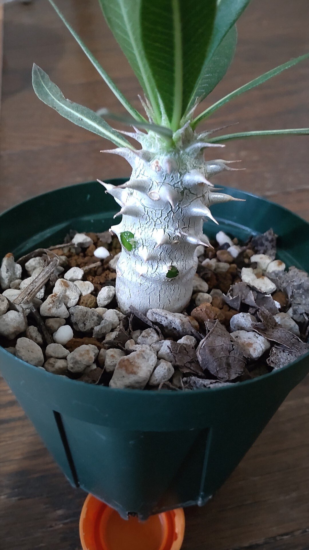 パキポディウム（グラキリス×ホロンベンセ）の成長日誌2 2025年2/18