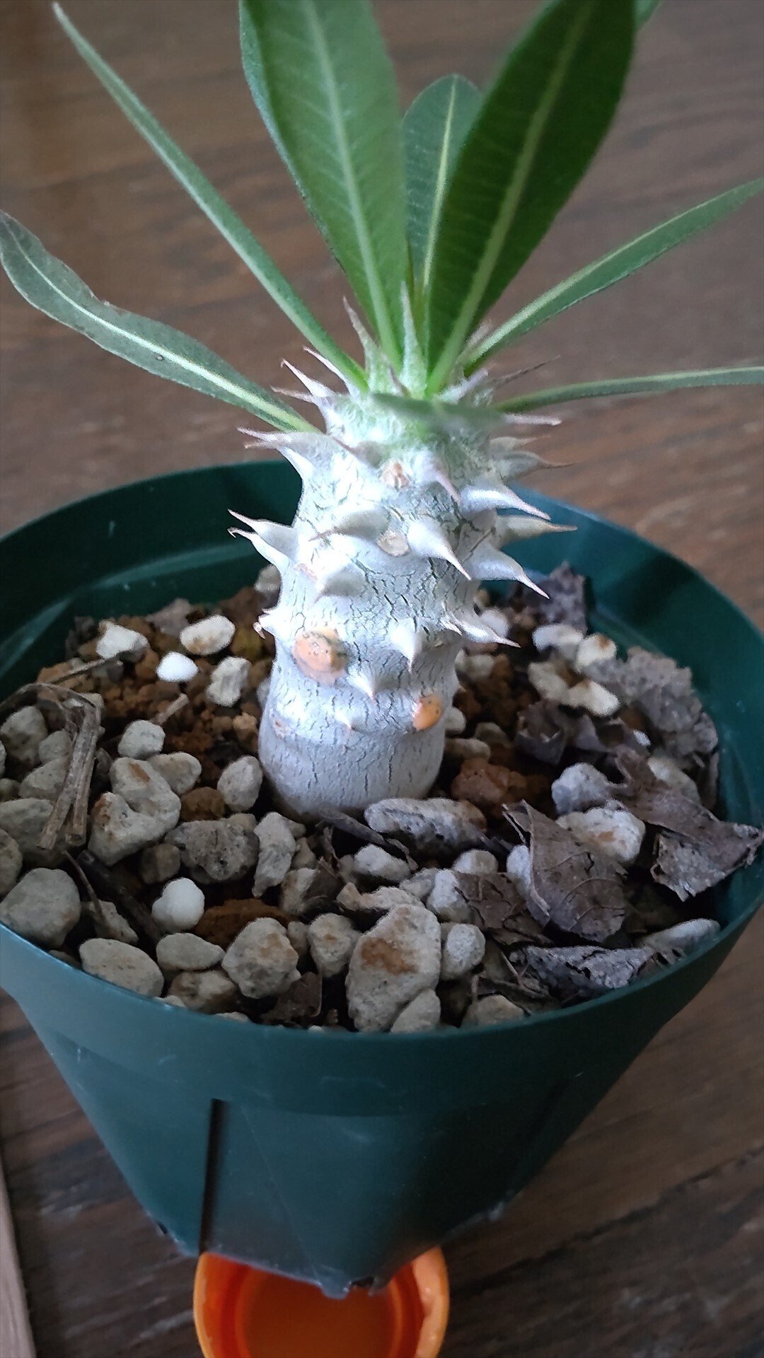 パキポディウム（グラキリス×ホロンベンセ）の成長日誌2 2025年2/18