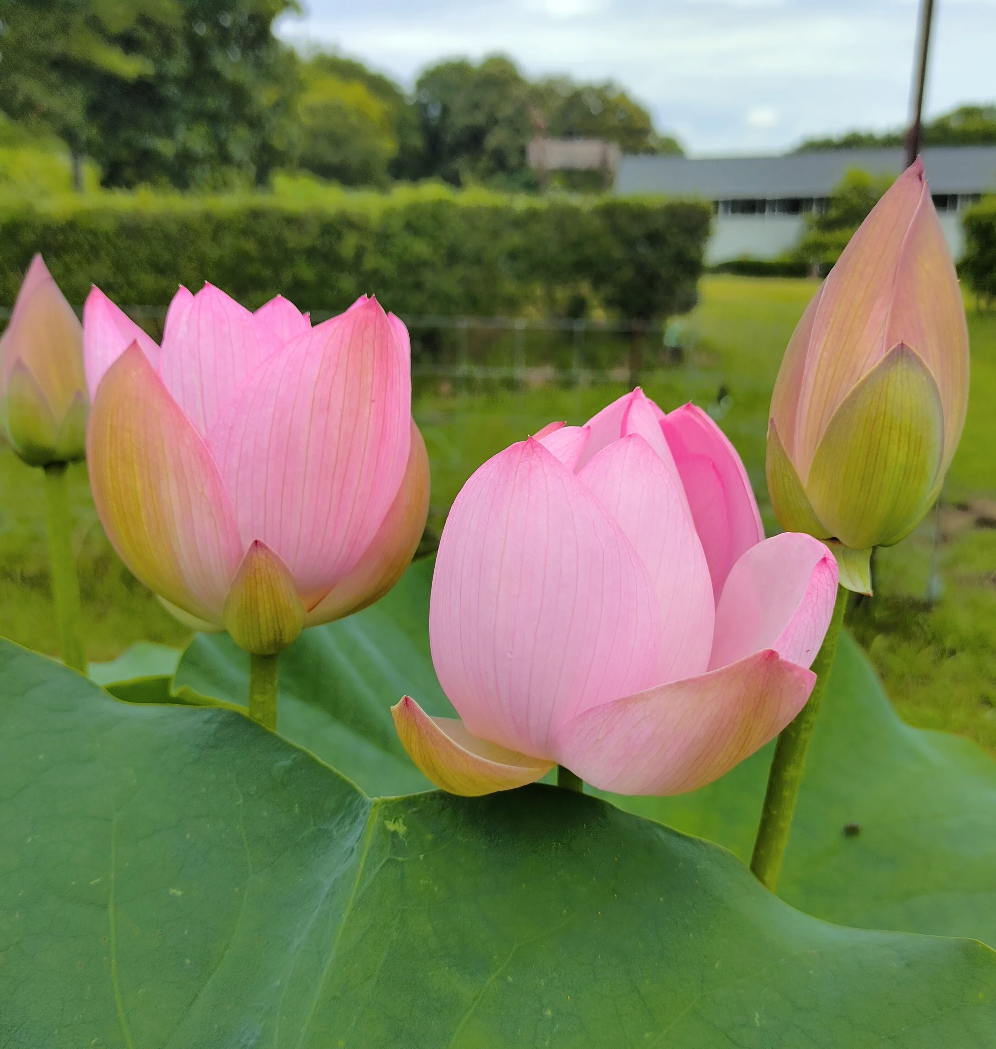 ロータス（Lotus）｜かえる