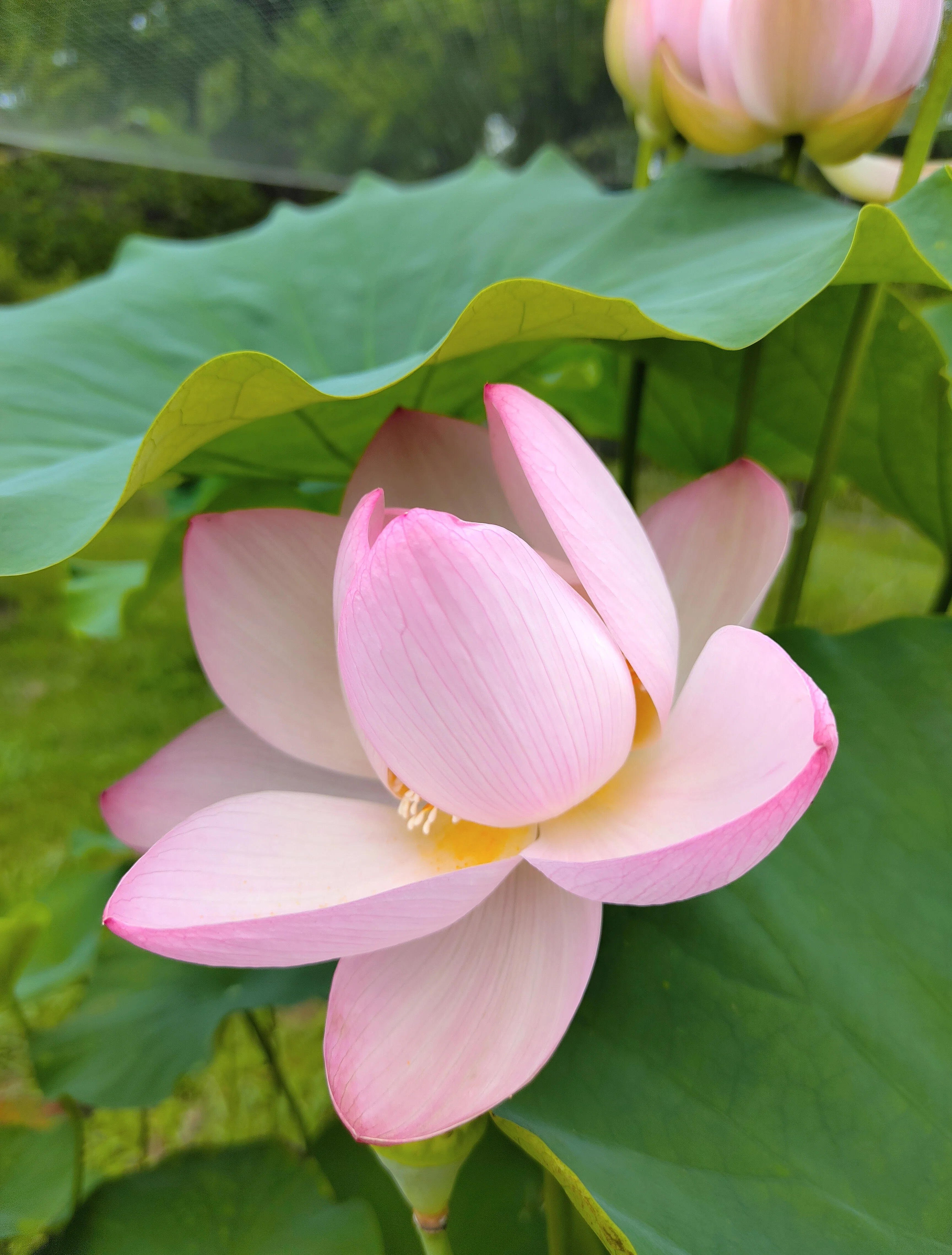 ロータス（Lotus）｜かえる