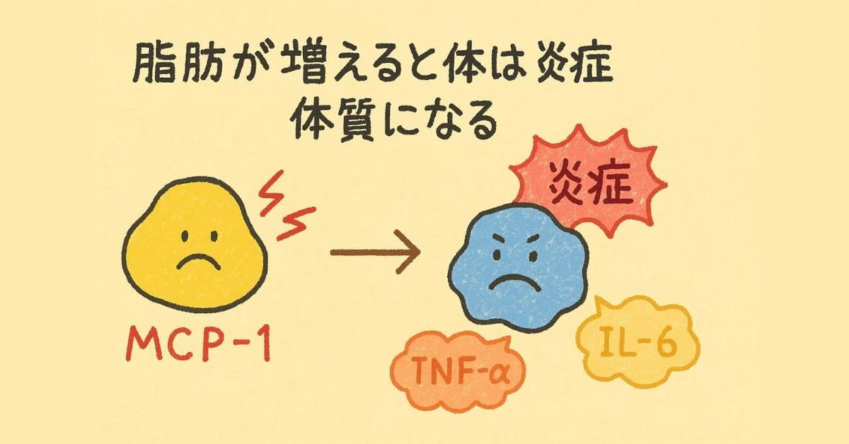 なぜ太ると痩せにくくなるのか？体の仕組みをわかりやすく解説｜やす先生（吉廣 泰則）