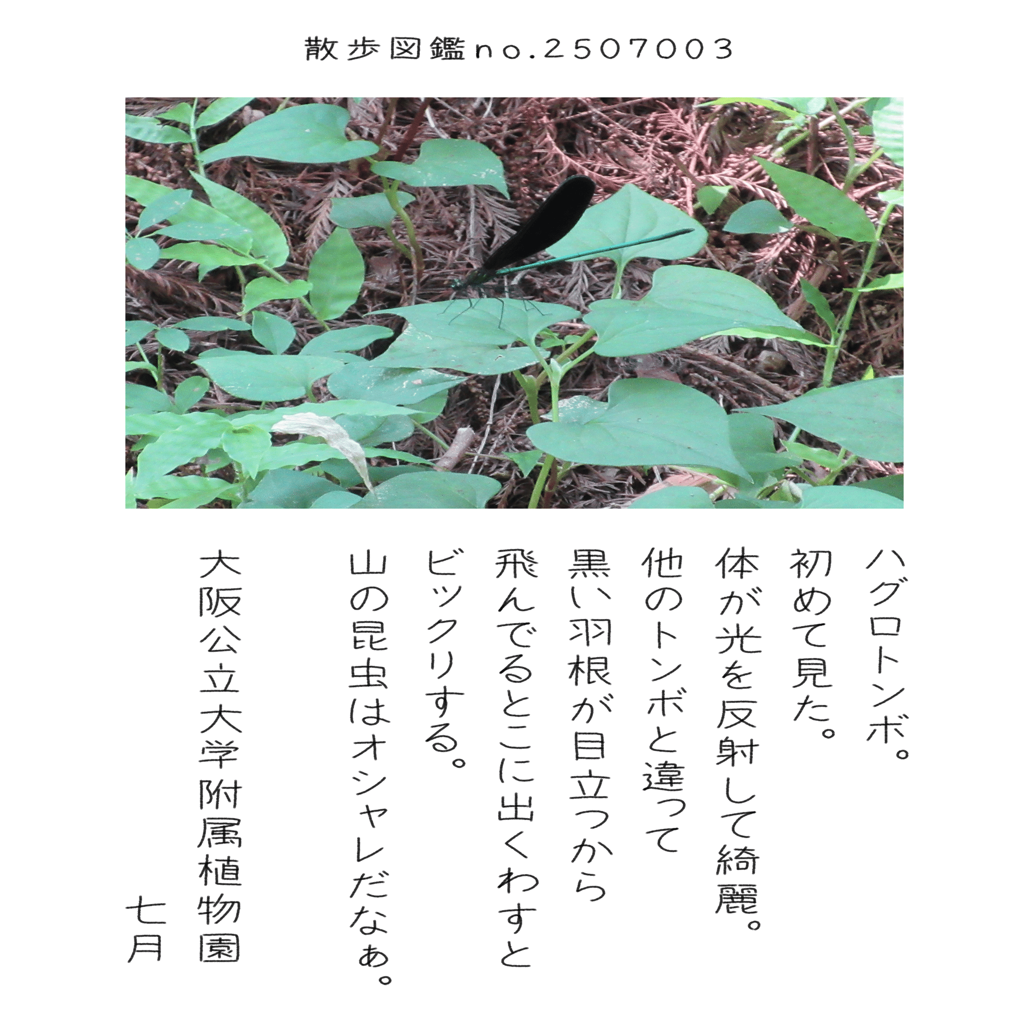 バトンコ図鑑 CUBONE - Japanese Jungle Set - No. 104 - Common - Pokemon
