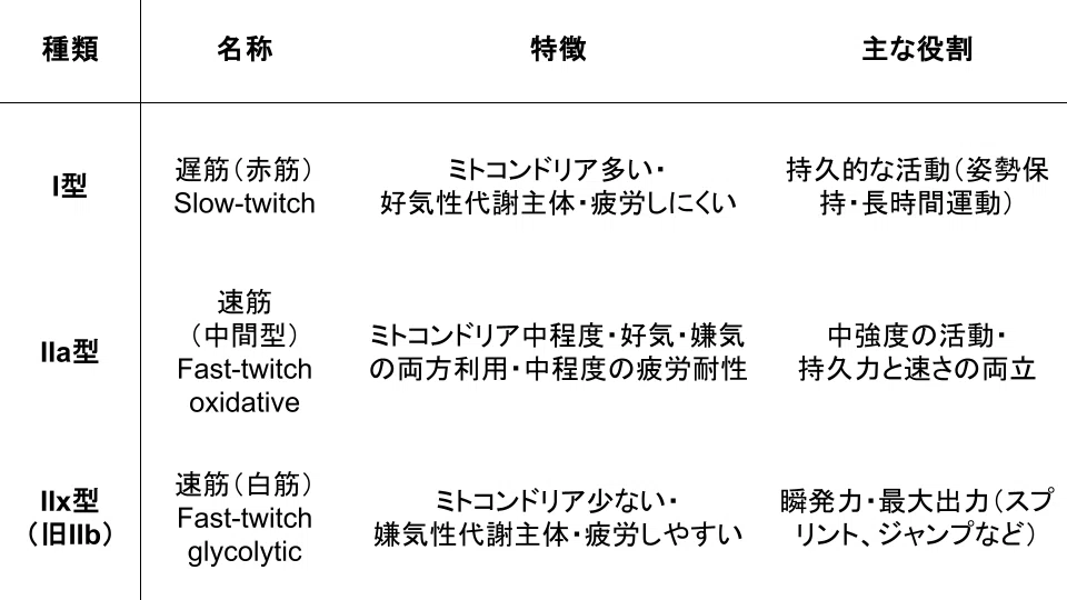 新人理学療法士・学生(指導)に知っておいてほしい筋出力低下と筋萎縮の違い|ACLPT