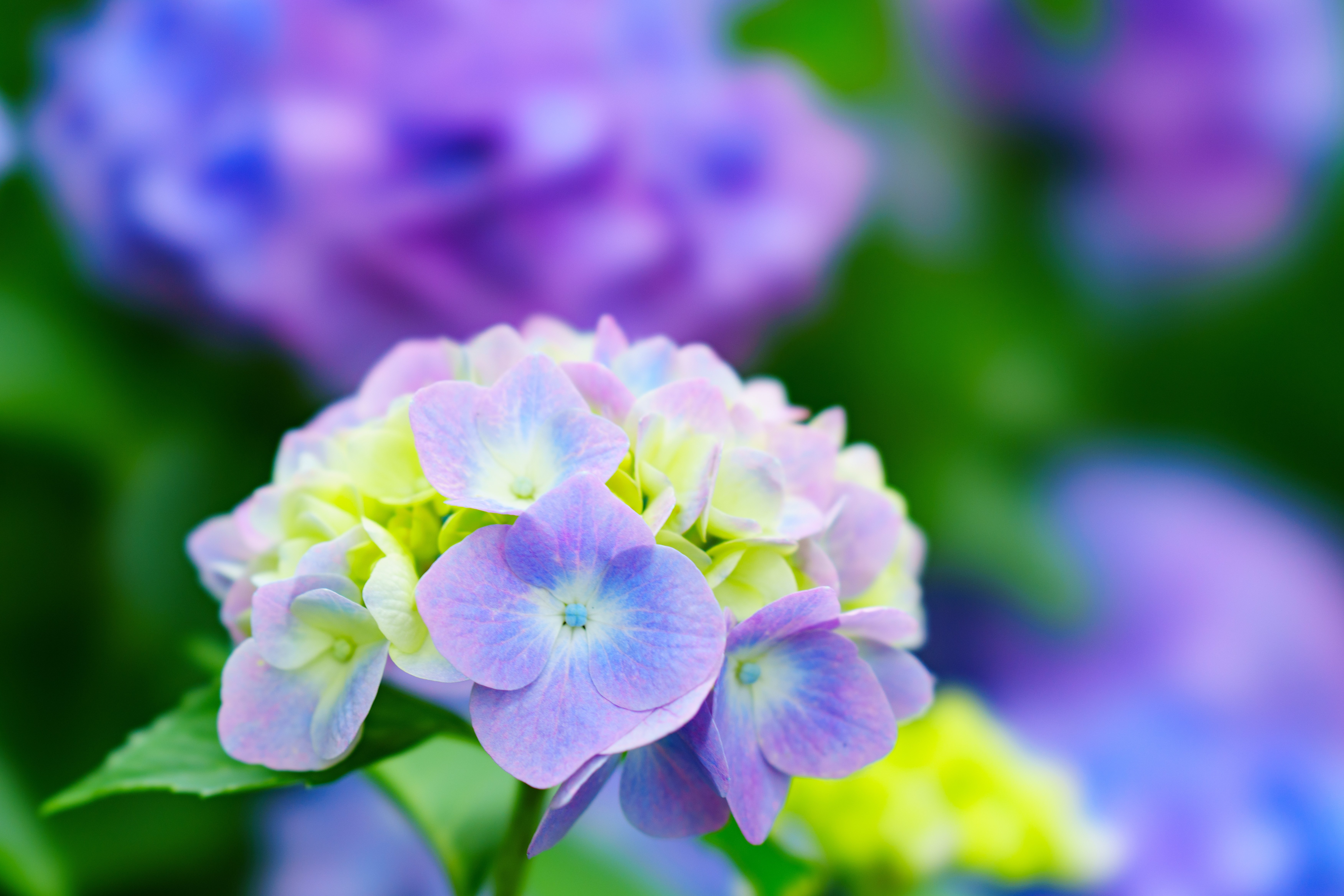 ＊三日月ともこもこ紫陽花＊シーグラスアート 梅雨 三日月と紫陽花 賑やかな仲間たち＊シーグラスアート 梅雨