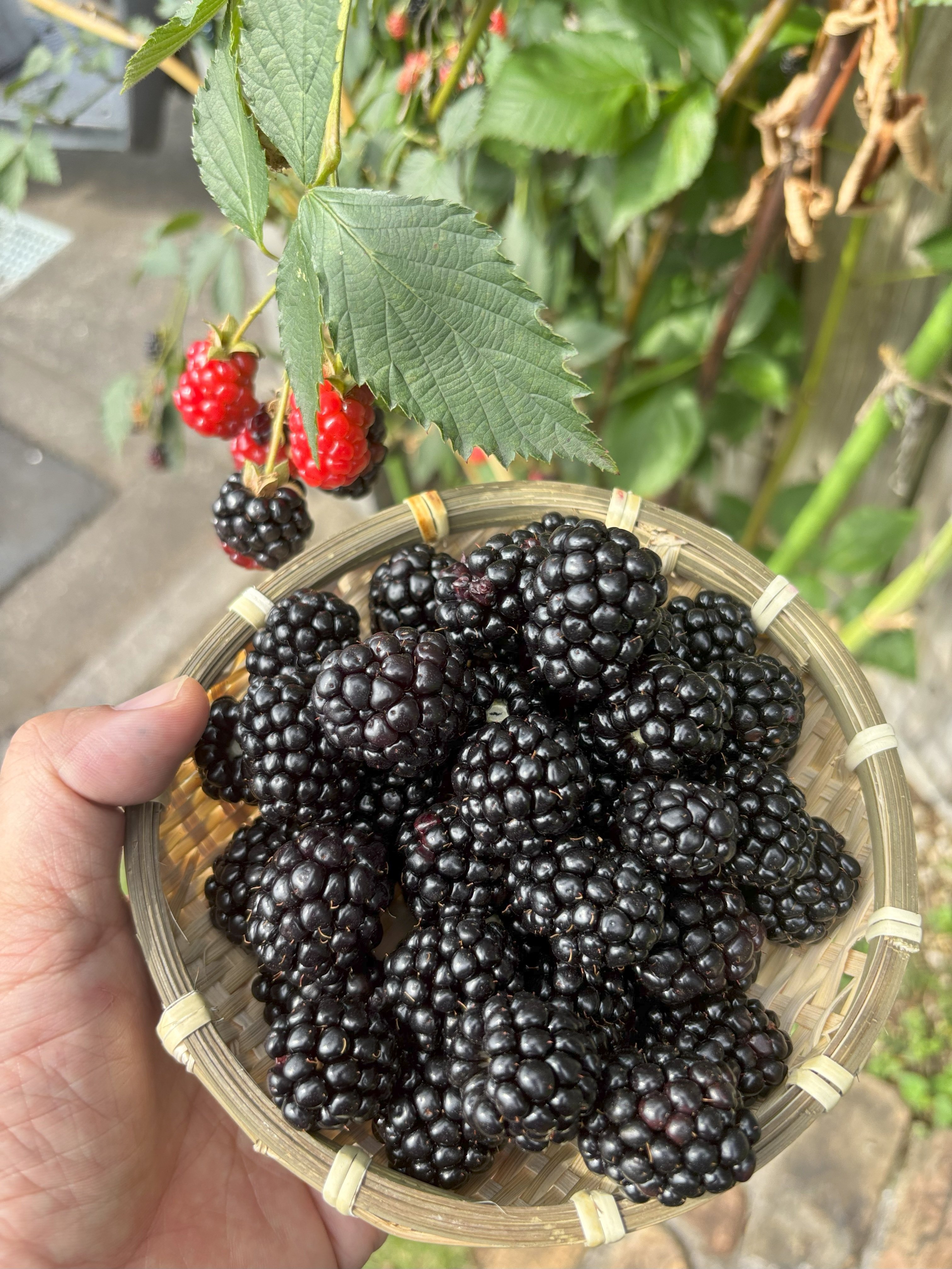 ボイセンベリー 抜き苗 ブラックベリーの苗 苗木 抜き苗 1本 根付①の