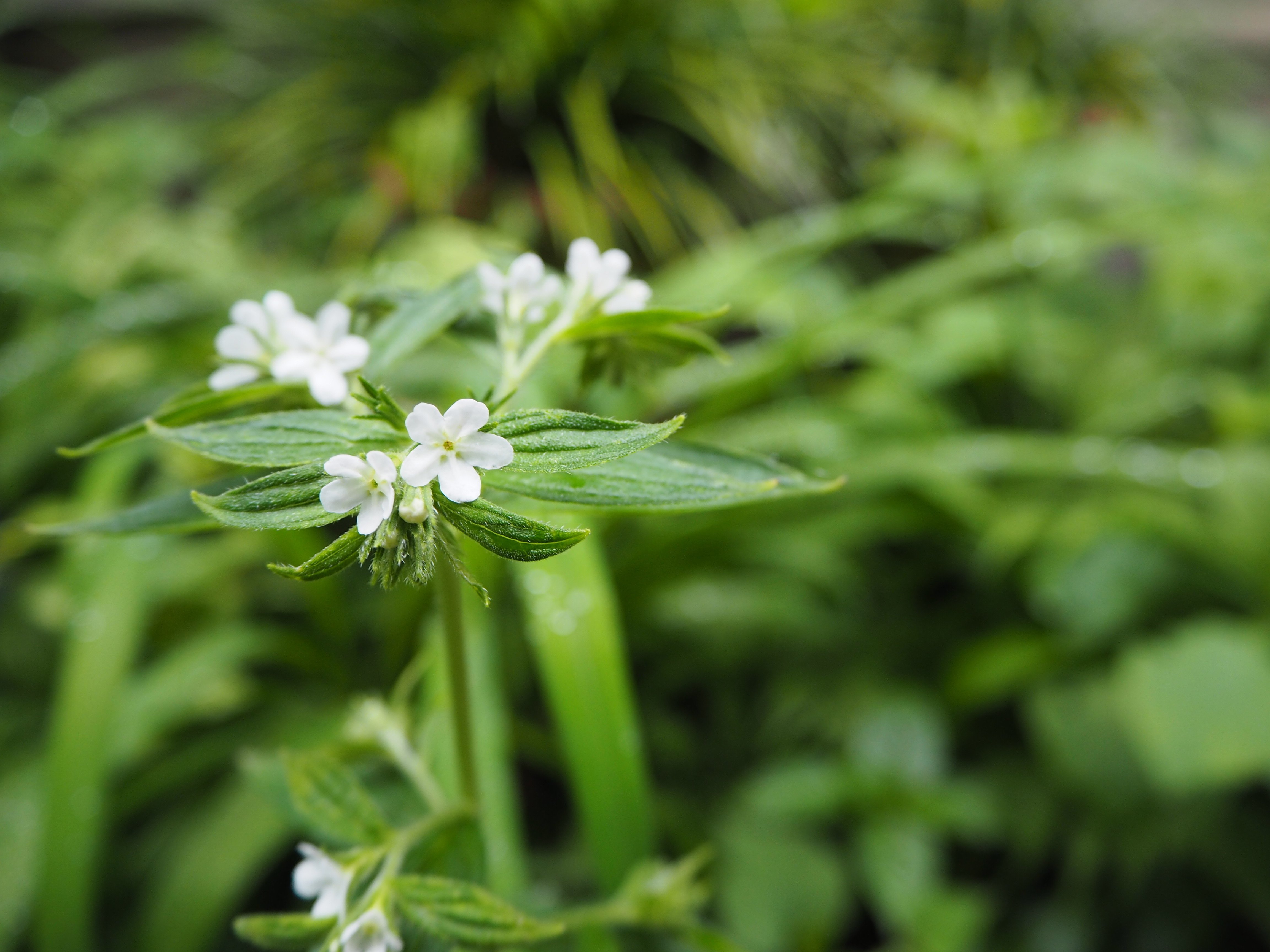 菊花石 7連 淡いピンク花 【公式通販】