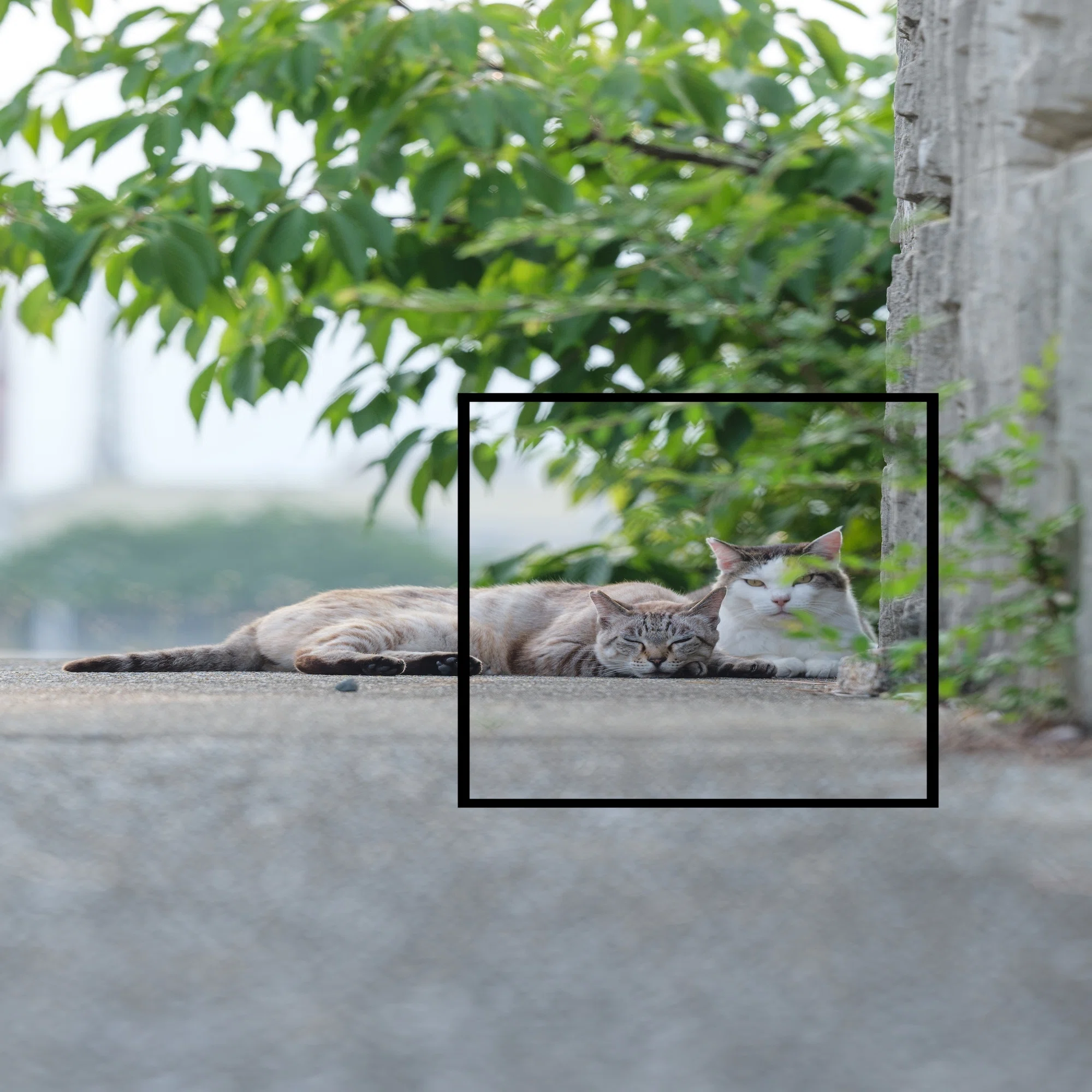 GFX再び｜猫写真家 あおいとり