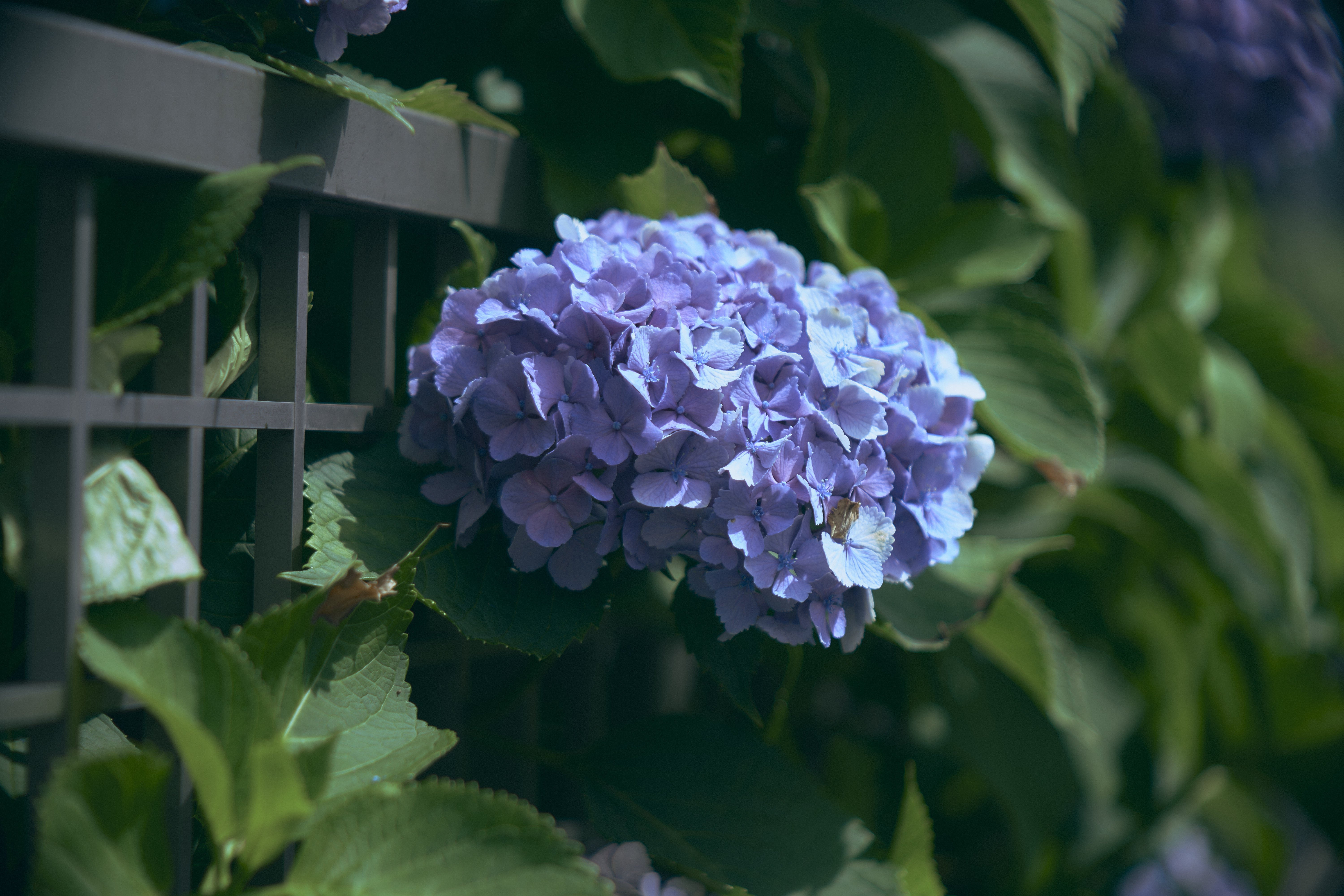 P.Angénieux PARIS 90mm F2.5 TYPE Y1｜Rocky