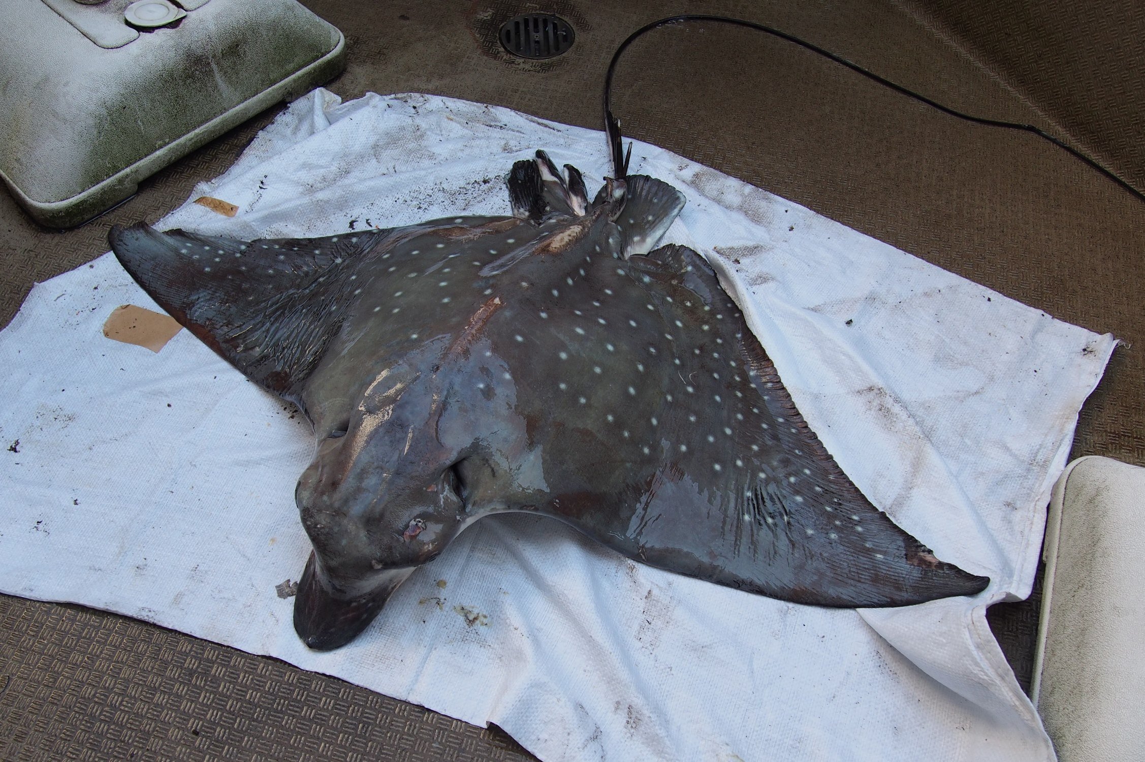 マダラトビエイ｜いぞらど