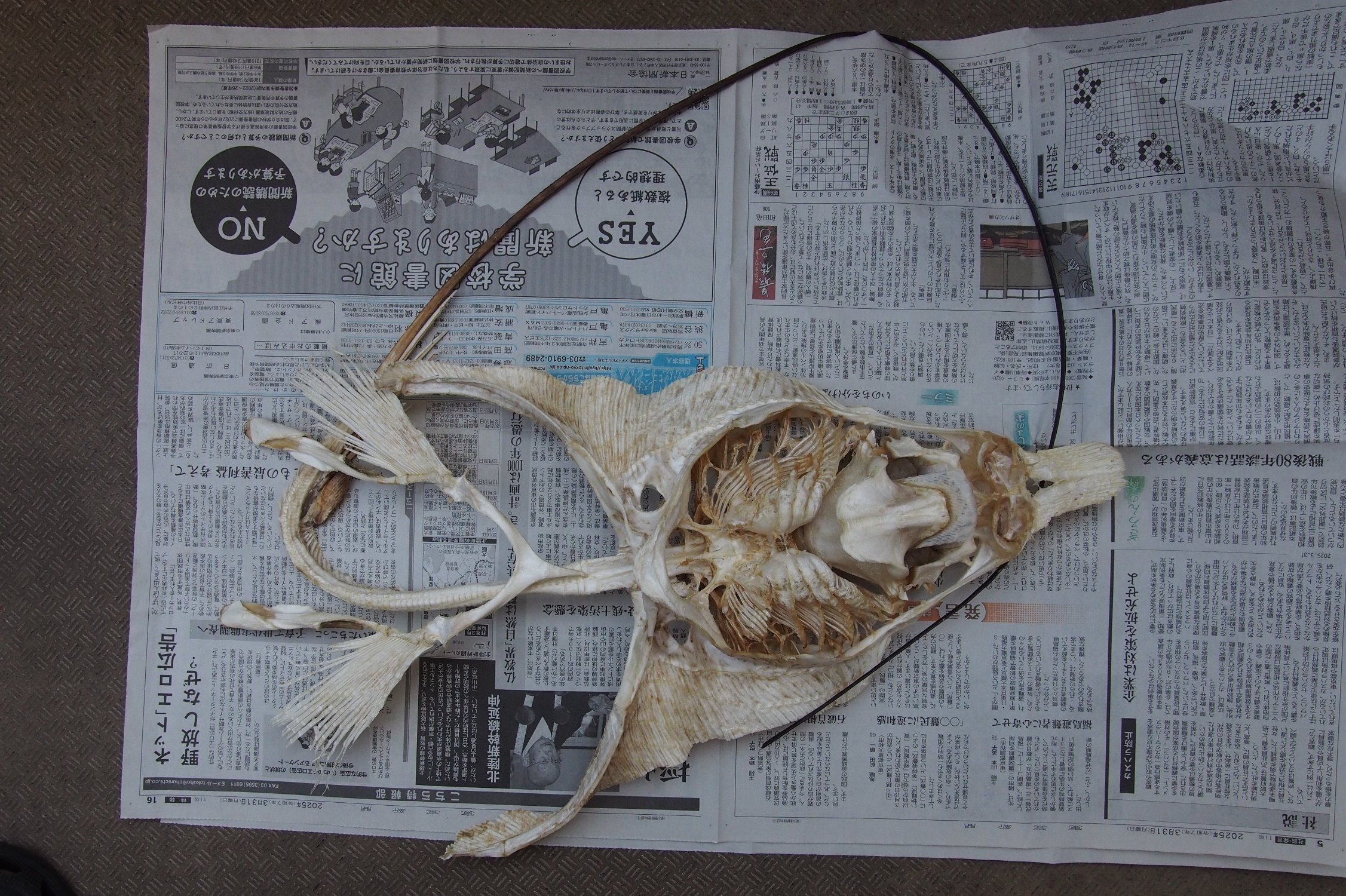 マダラトビエイ｜いぞらど