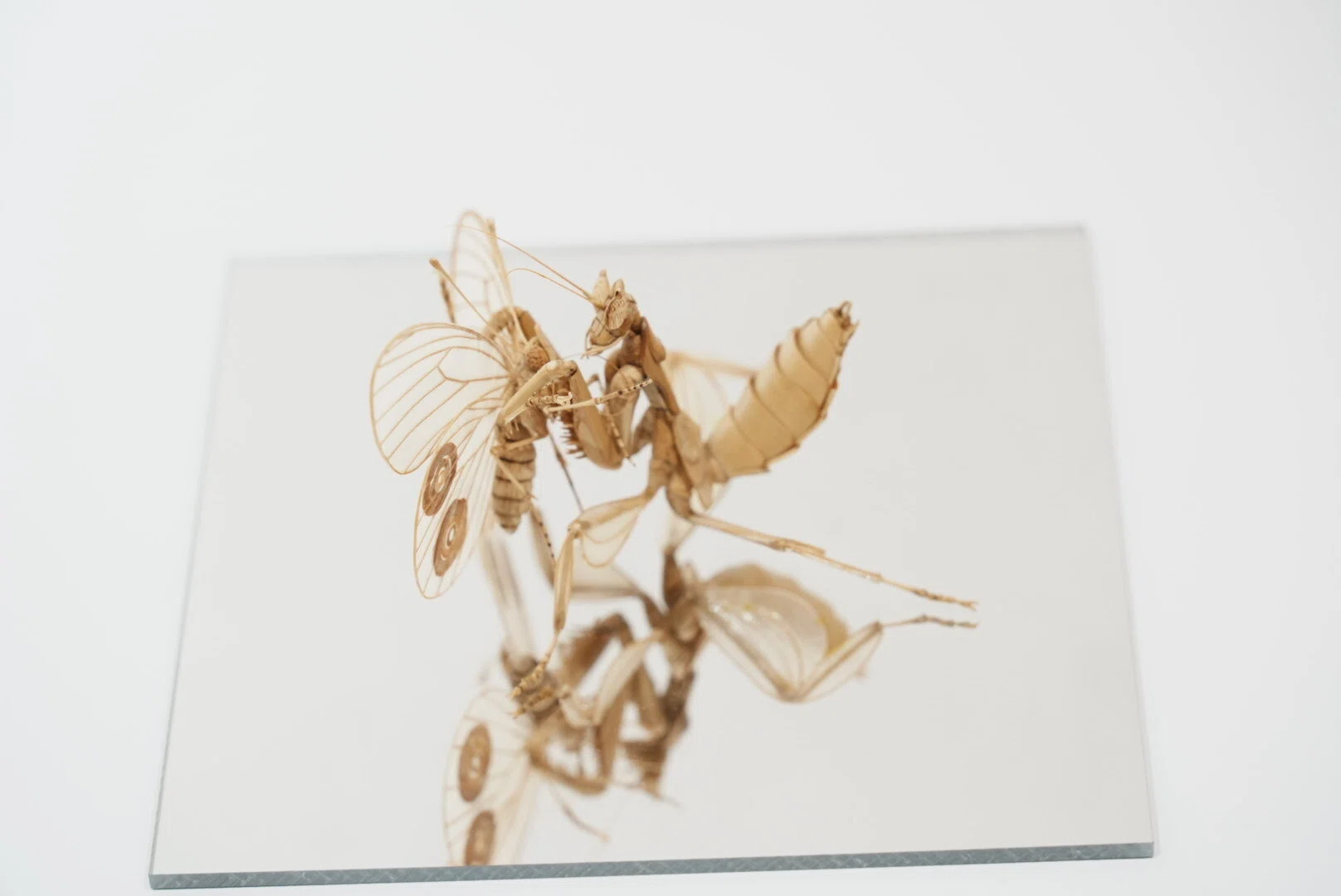 東京・銀座で見つけた愛しい虫たち。『INSECTS』（前編）【展覧会