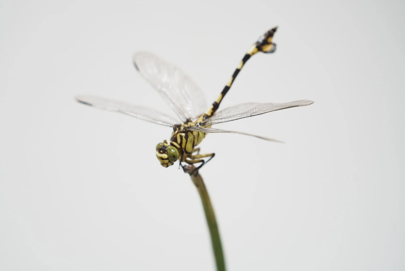 東京・銀座で見つけた愛しい虫たち。『INSECTS』（前編）【展覧会