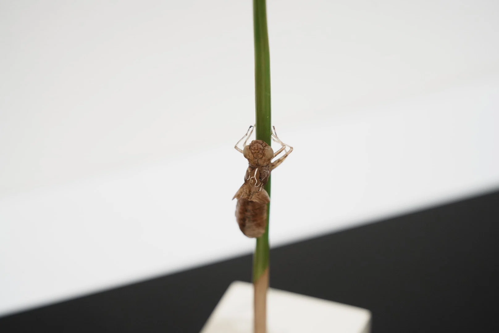 東京・銀座で見つけた愛しい虫たち。『INSECTS』（前編）【展覧会