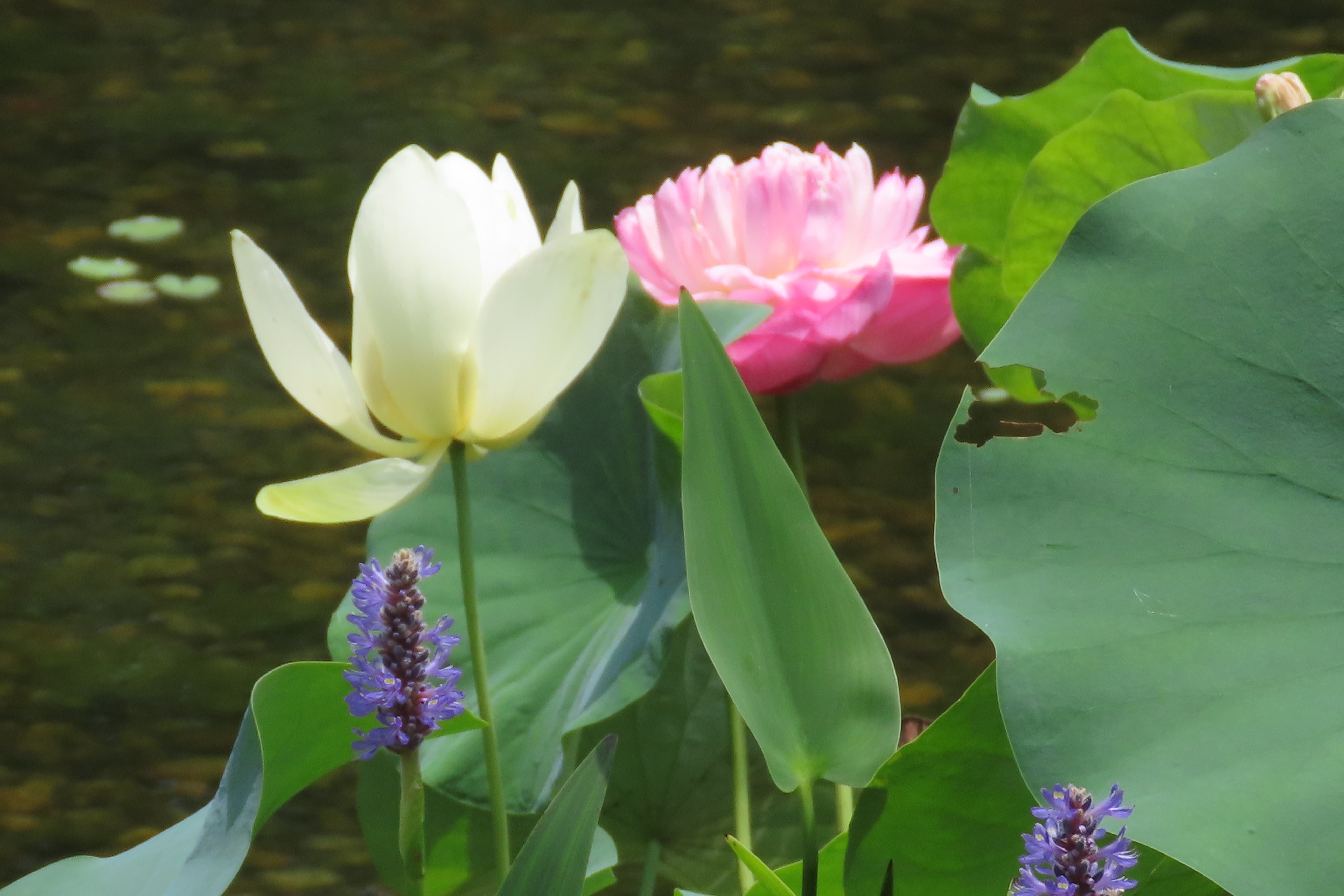 蓮の雄花を乾燥　300グラム 楽天市場】（ビオトープ）睡蓮 熱帯性睡蓮（スイレン）（水色