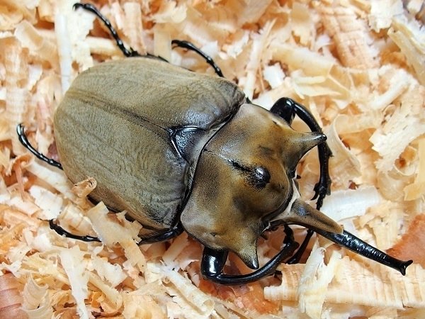 エレファスゾウカブト ムシキング エレファスゾウカブトの通販 ひより（1608373733