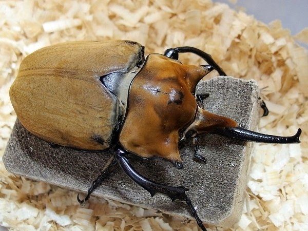 WD】コスタリカ産 エレファスゾウカブトの飼育記録【2015～2021】｜AKECHI