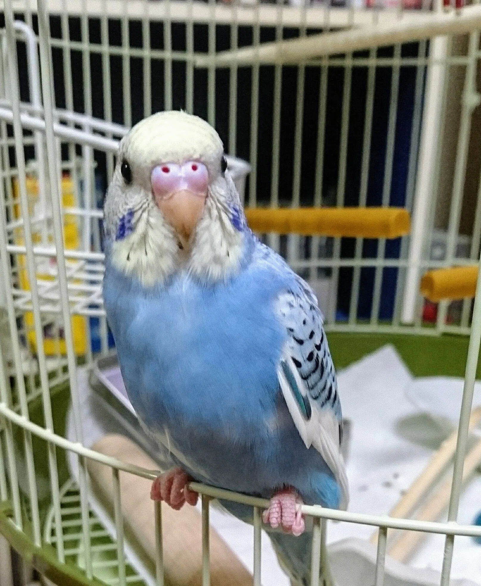 旅するインコ、サーフの旅立ちと出会った日のこと｜Surf anne（サーフ