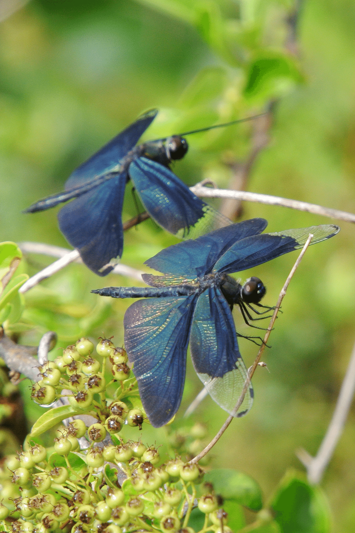 ヘレンド　テーブルベル　小鳥　チョウ　トンボ ヘレンド テーブルベル 小鳥 チョウ トンボ ヘレンド商品 ファンタジー2025