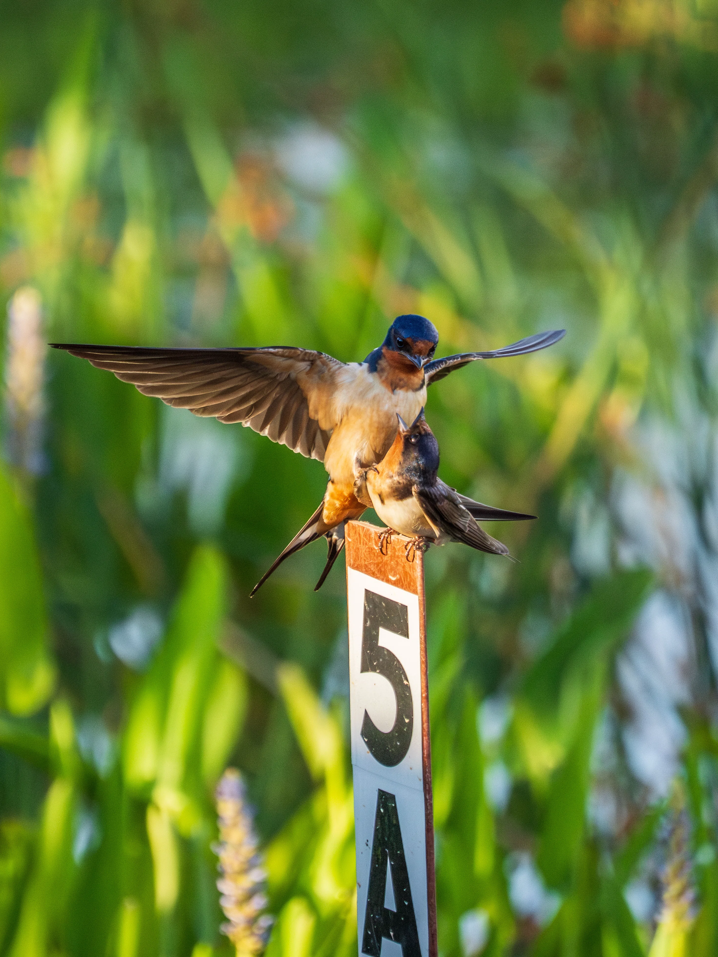 アメリカ首都圏、6月の野鳥達。｜GreenFielder