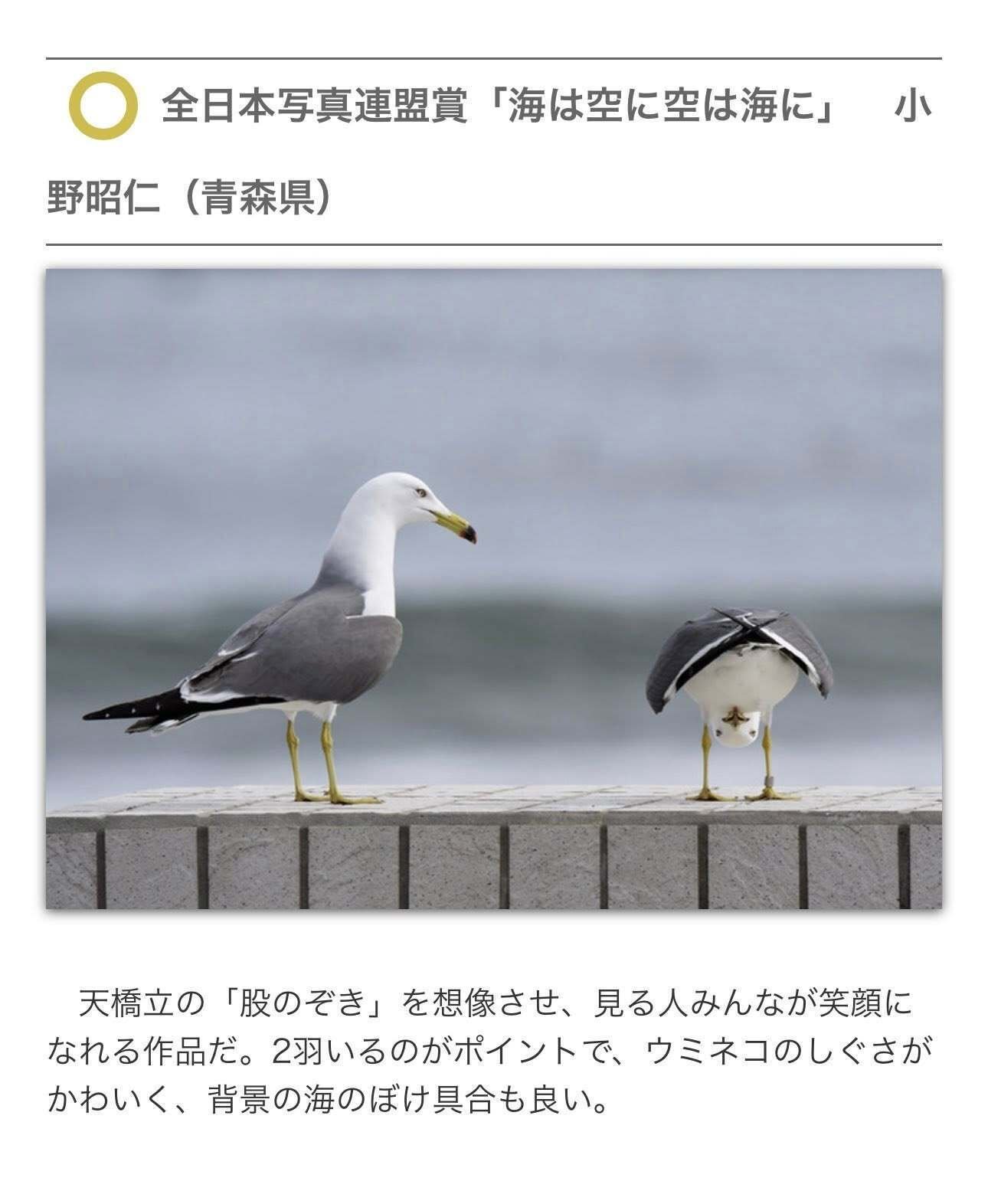 第42回日本の自然写真コンテスト全日本写真連盟賞に選んで