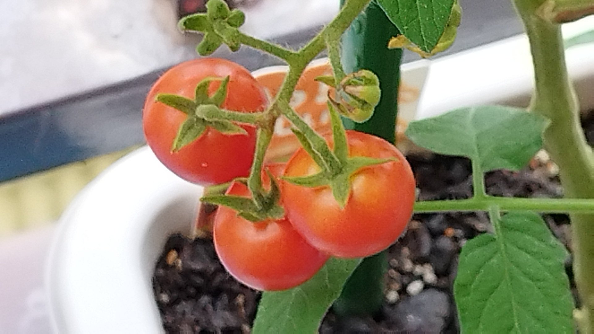 さがほのかだけで約3kg 写真１枚目1.5✖️2 赤果肉りんご見繕いミニトマト 10月発送 【訳あり】家庭用ほのか3kg 【そと川りんご園・10月