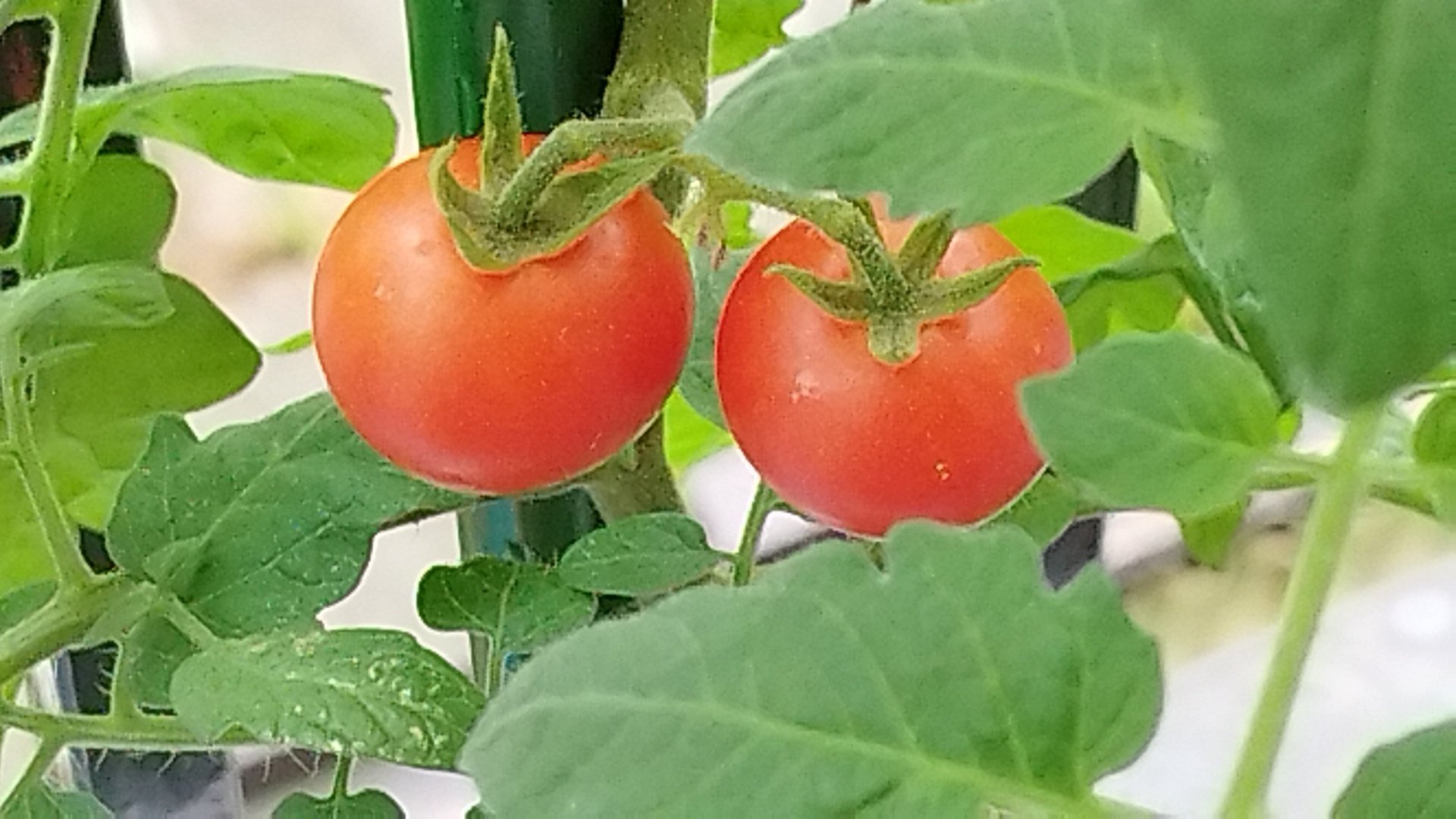 さがほのかだけで約3kg 写真１枚目1.5✖️2 赤果肉りんご見繕いミニトマト 母の日ギフト♪】極甘高糖度フルーツトマト「ポモロッサ」（24粒
