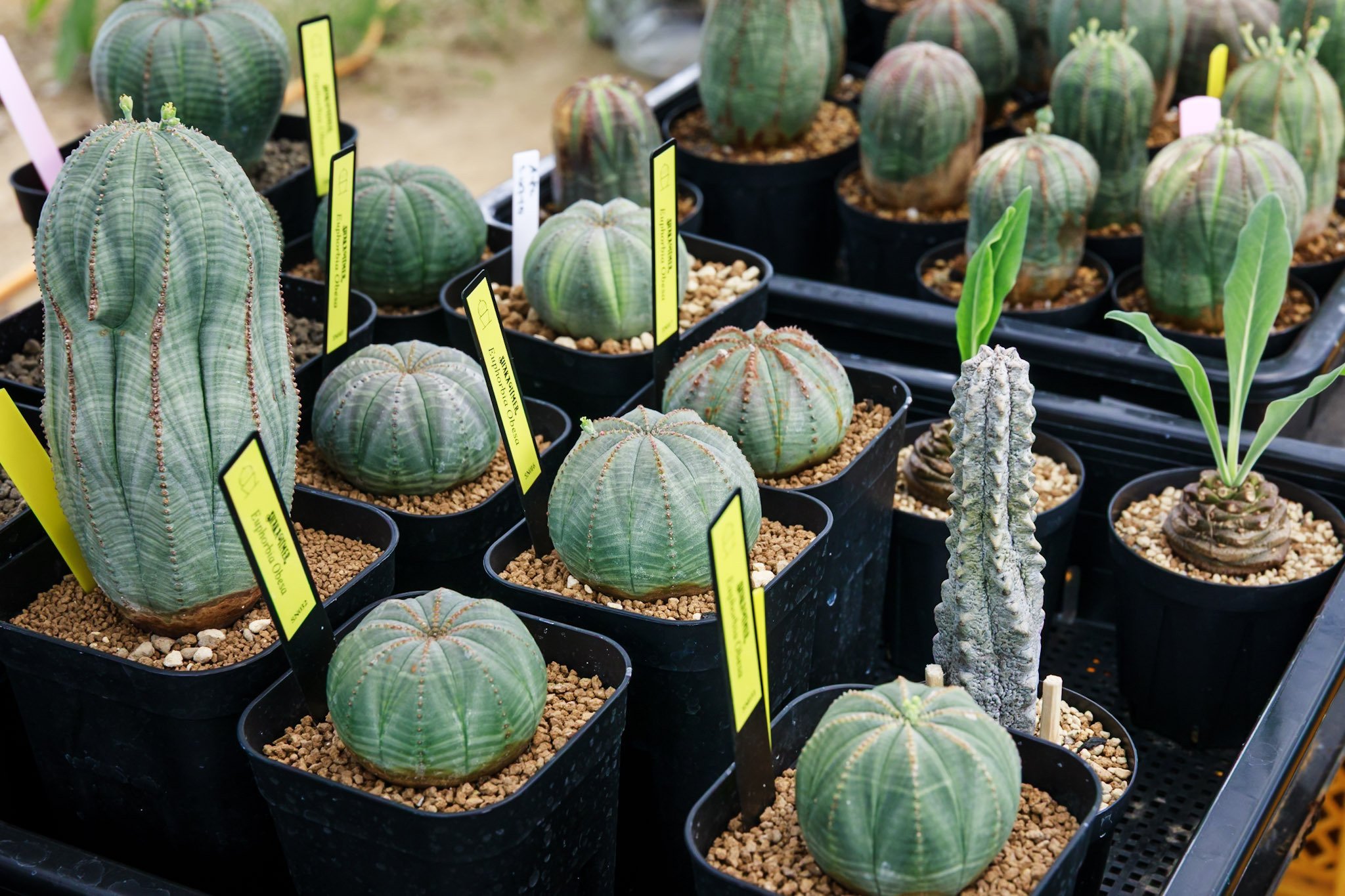 人気返礼品をつくる職人《ひと》 ～鹿嶋市ふるさと納税 特別編 Vo.4