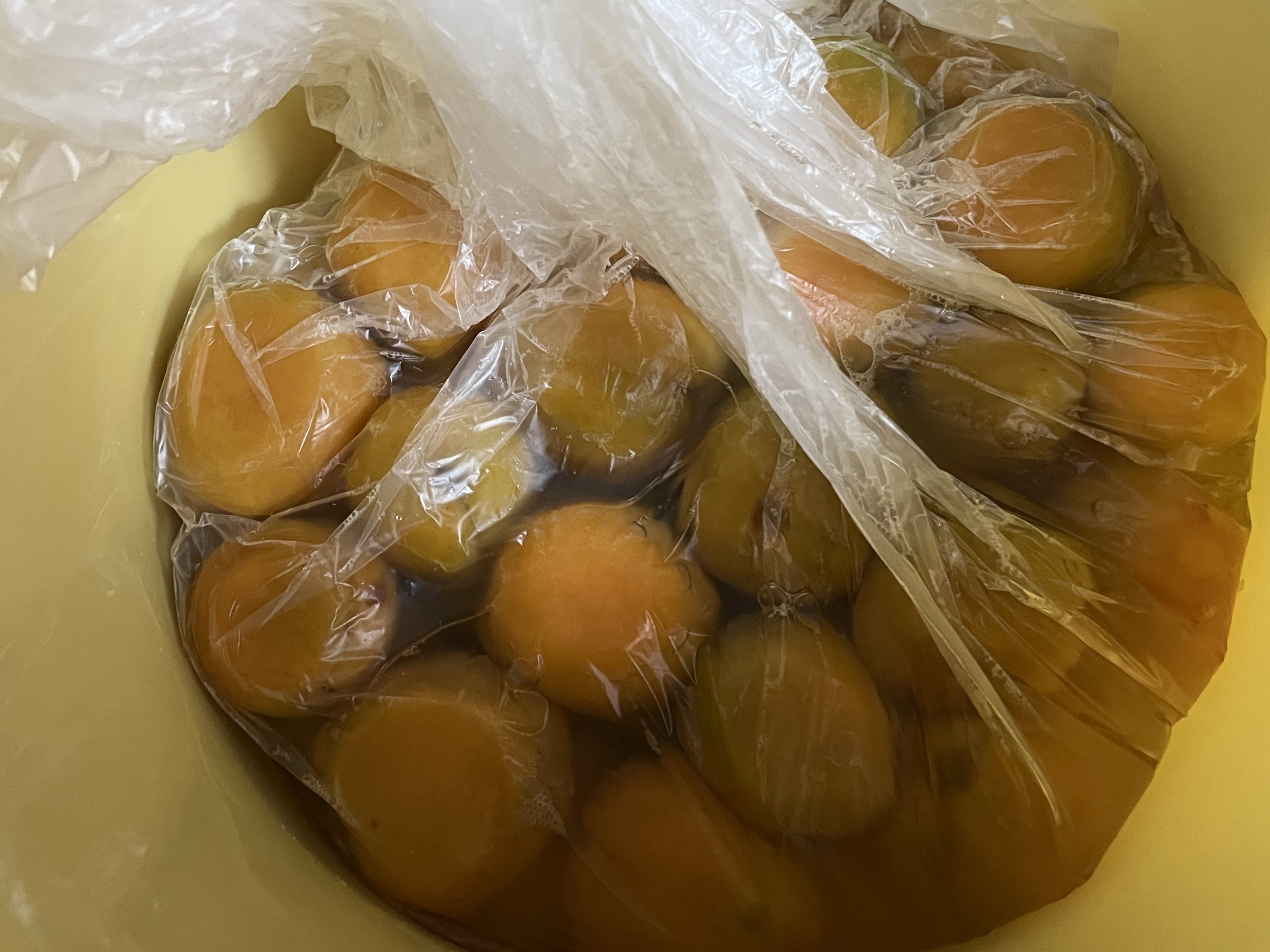 秋田における“普通の梅”、八助梅（あんず種）の梅漬けを仕込む（2025八