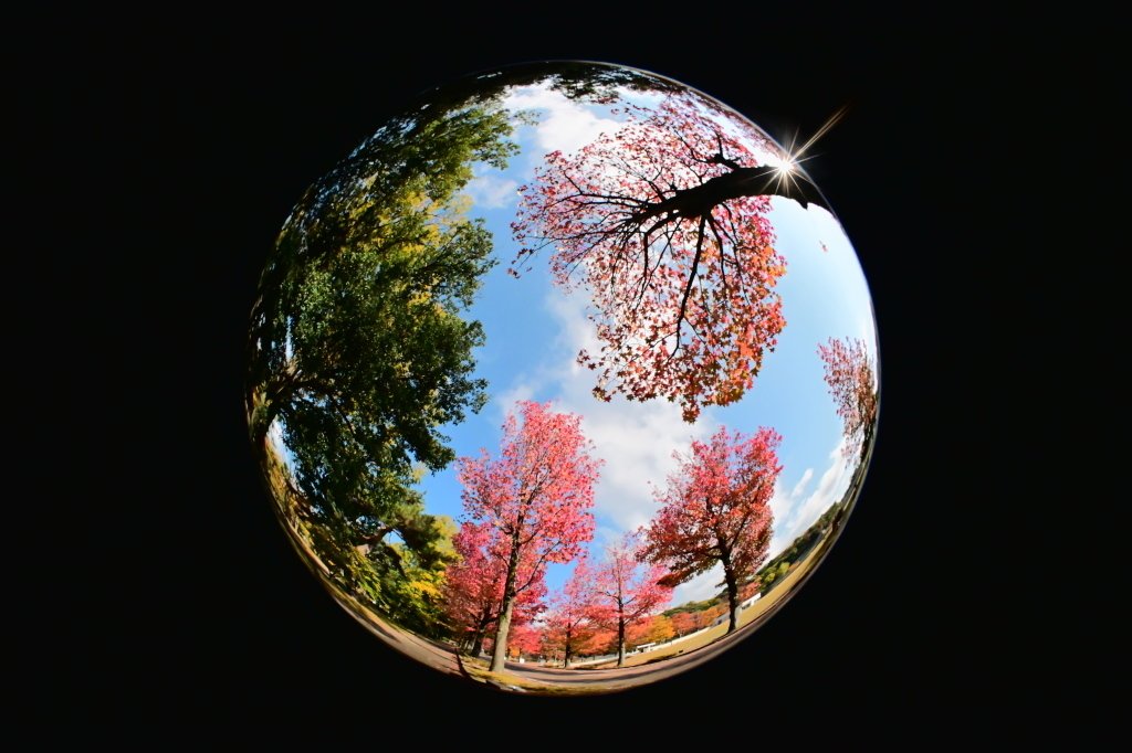 レンズ沼の歩き方」OP Fisheye-NIKKOR 10mm F5.6 Part2｜saphirinus