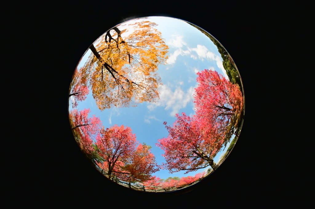 レンズ沼の歩き方」OP Fisheye-NIKKOR 10mm F5.6 Part2｜saphirinus