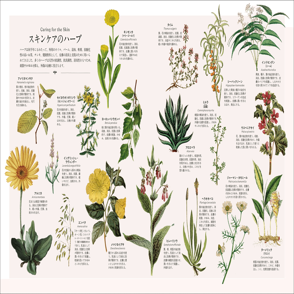 ハーブの魅力が一冊に】100種類以上の植物をビジュアルで詳解！ 初心者