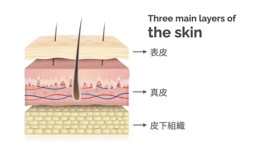 皮膚理論の基礎①|皮膚の構造と役割|近久智美|皮膚学講師