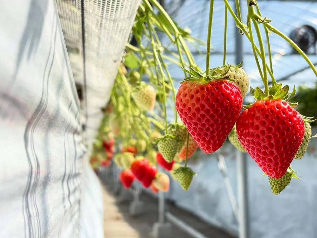 いちごと笑顔を育てている8/12 ICHIGO FARMの井手です！｜自己紹介後編