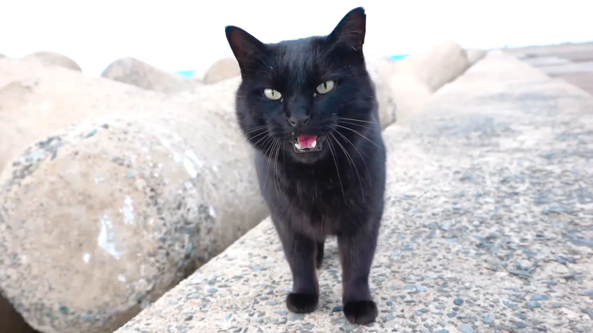海釣りの途中、黒猫に「ちょっと来い」と呼ばれて｜猫の黒ちゃんねる
