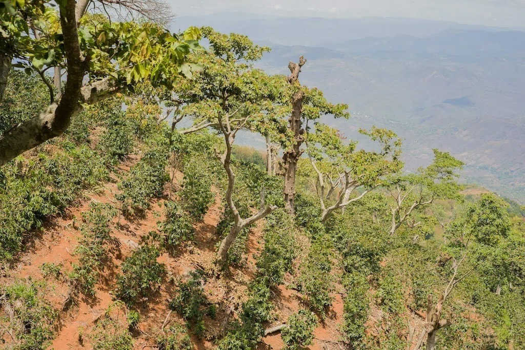 [Coffee Introduction☕️] El Salvador Finca Buena Esperanza / Castillo ...