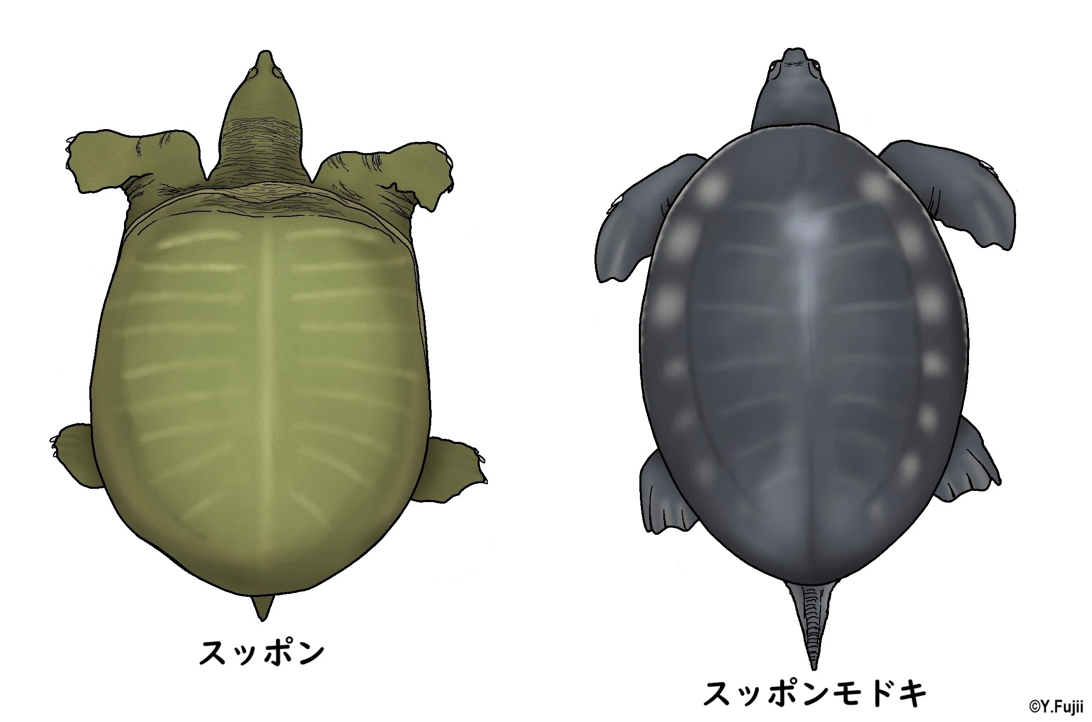 スッポンモドキ《展示動物解説》｜桂浜水族館 公式