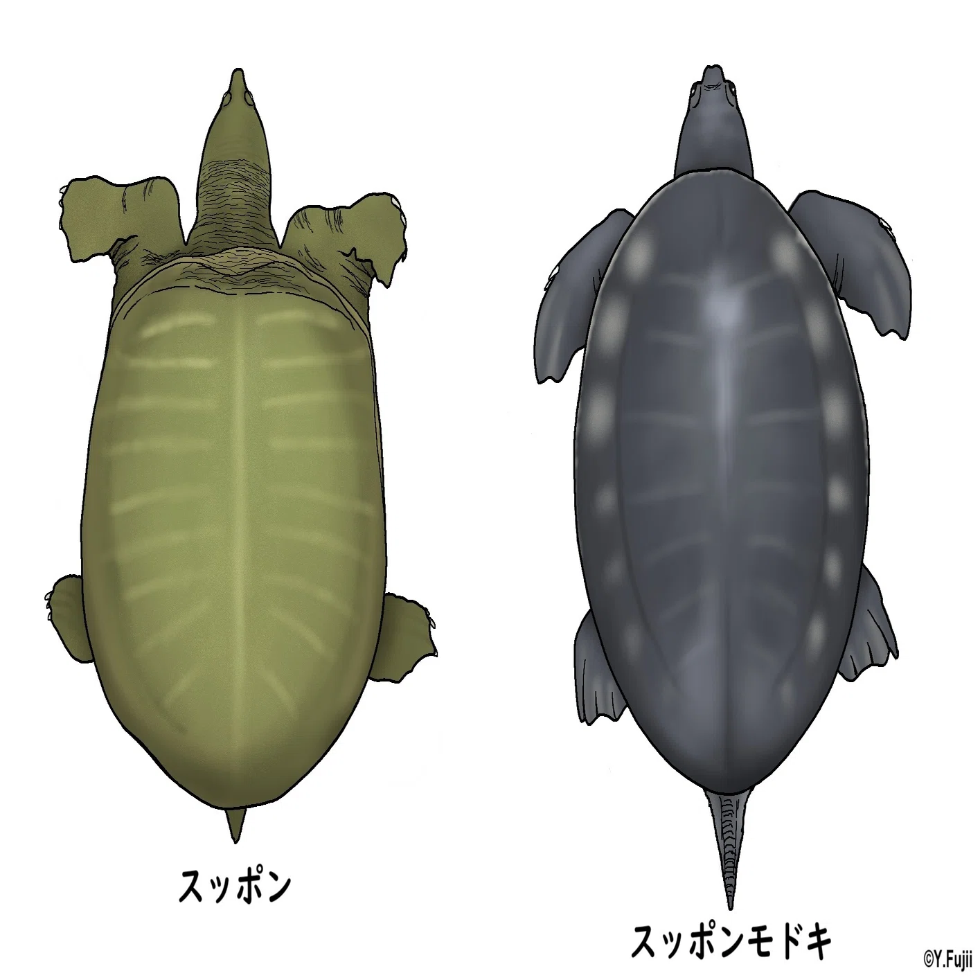 すっぽん と 亀 の 違い
