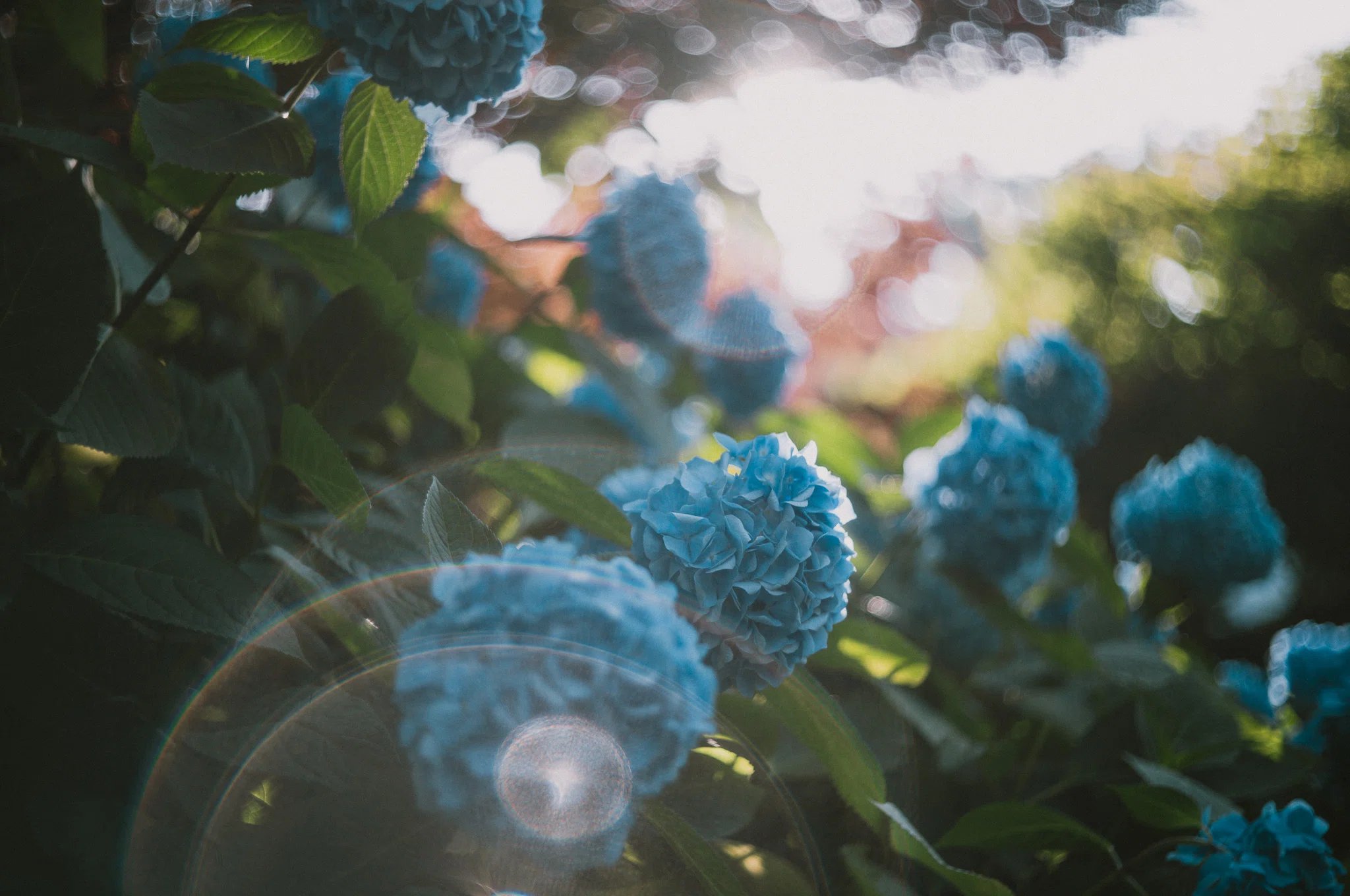 Summar 50mm F2】 オールドレンズで撮る秋田 #1｜康凱爾 / 台湾研究者