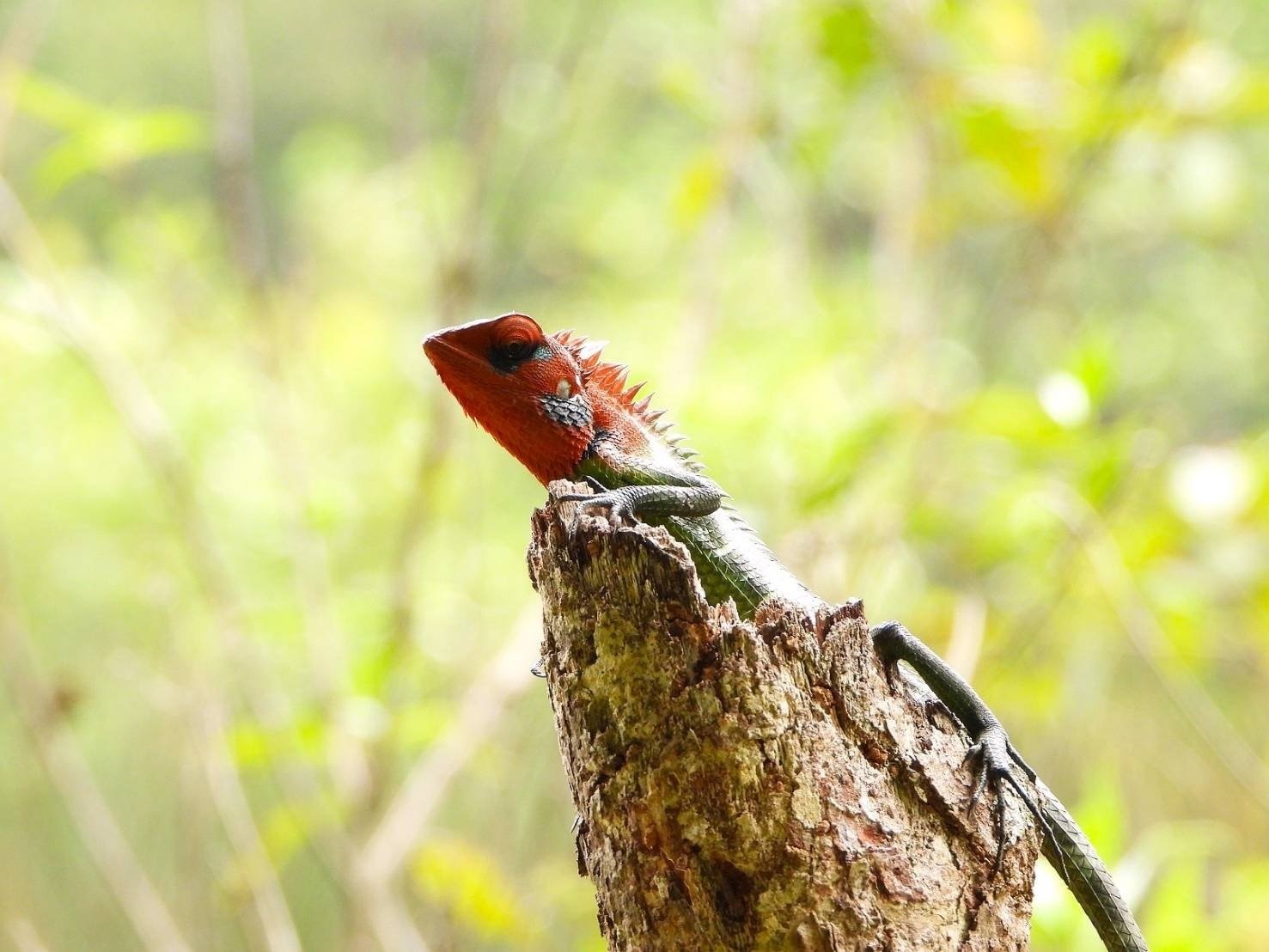 スリランカ探鳥記39 トカゲ編｜一羽一会(いちわいちえ)/野鳥愛好家