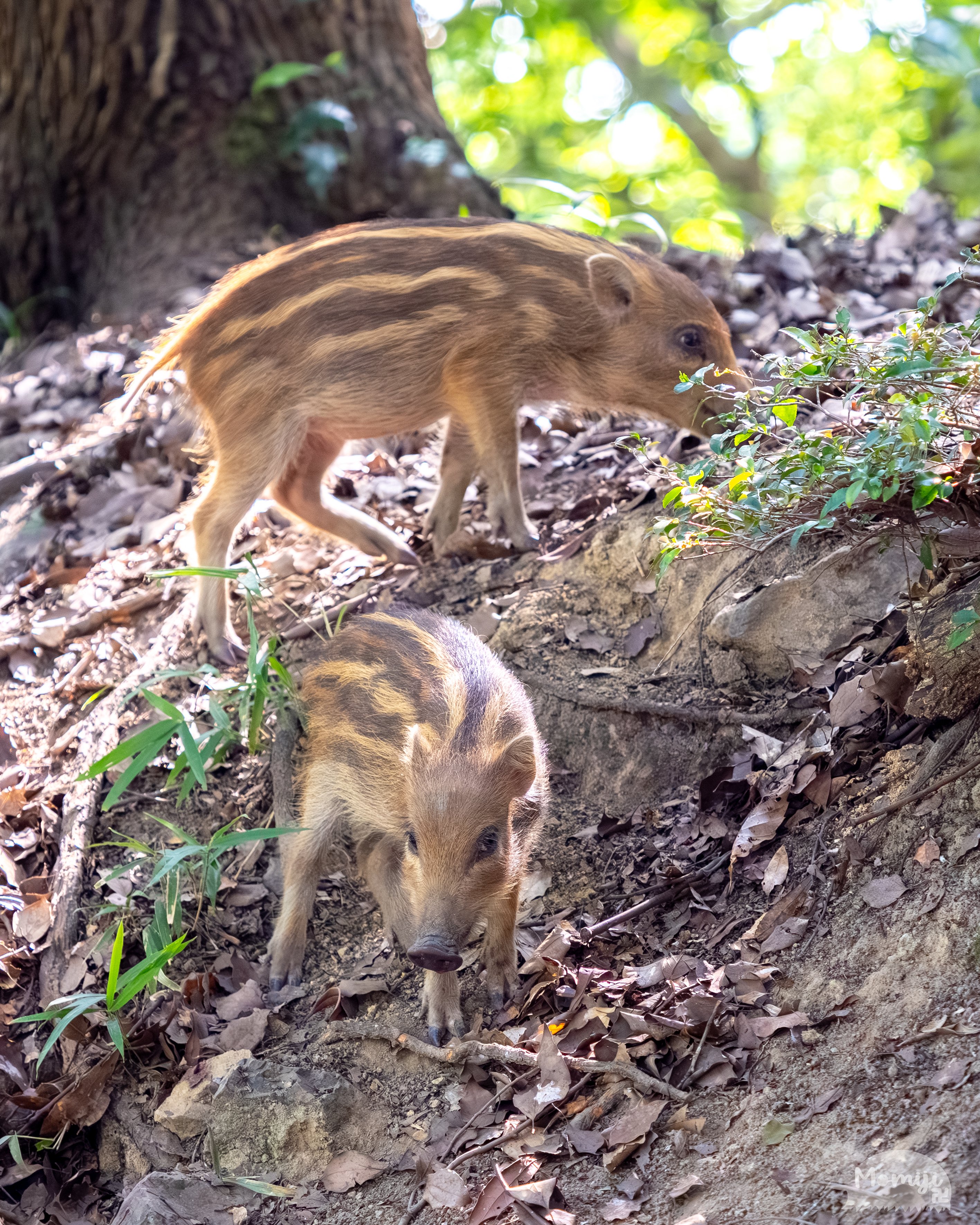 イノシシ親子との遭遇🐗 / 持っててよかったM.ZD40-150mm F2.8